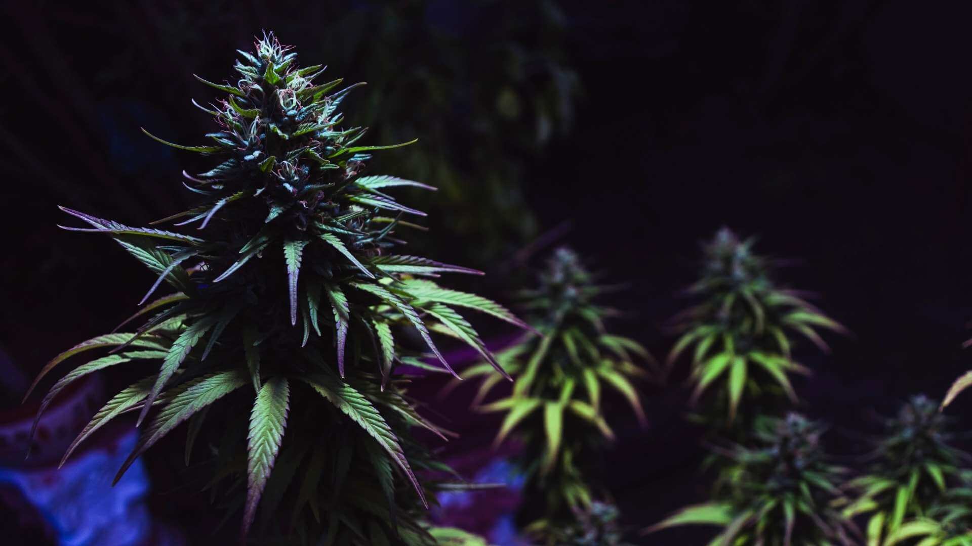 AC/DC Terpenes