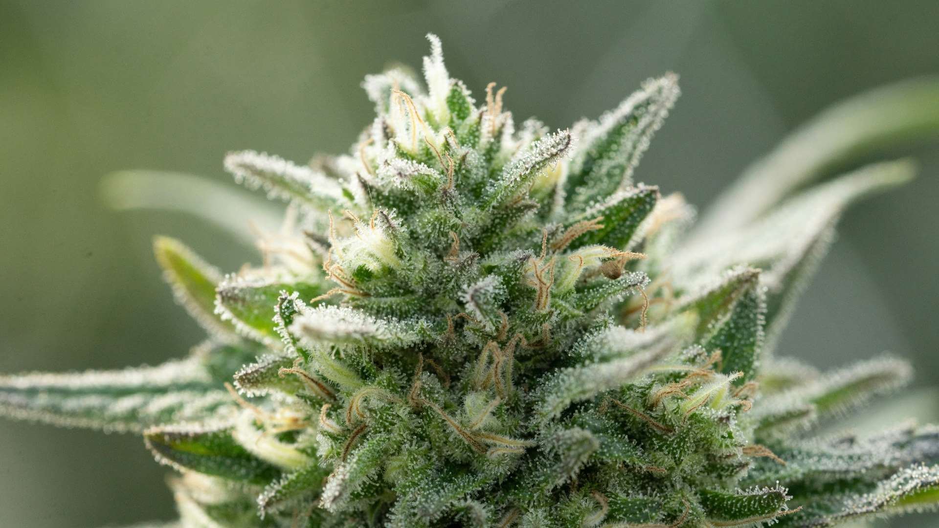 Blue Dream Terpenes