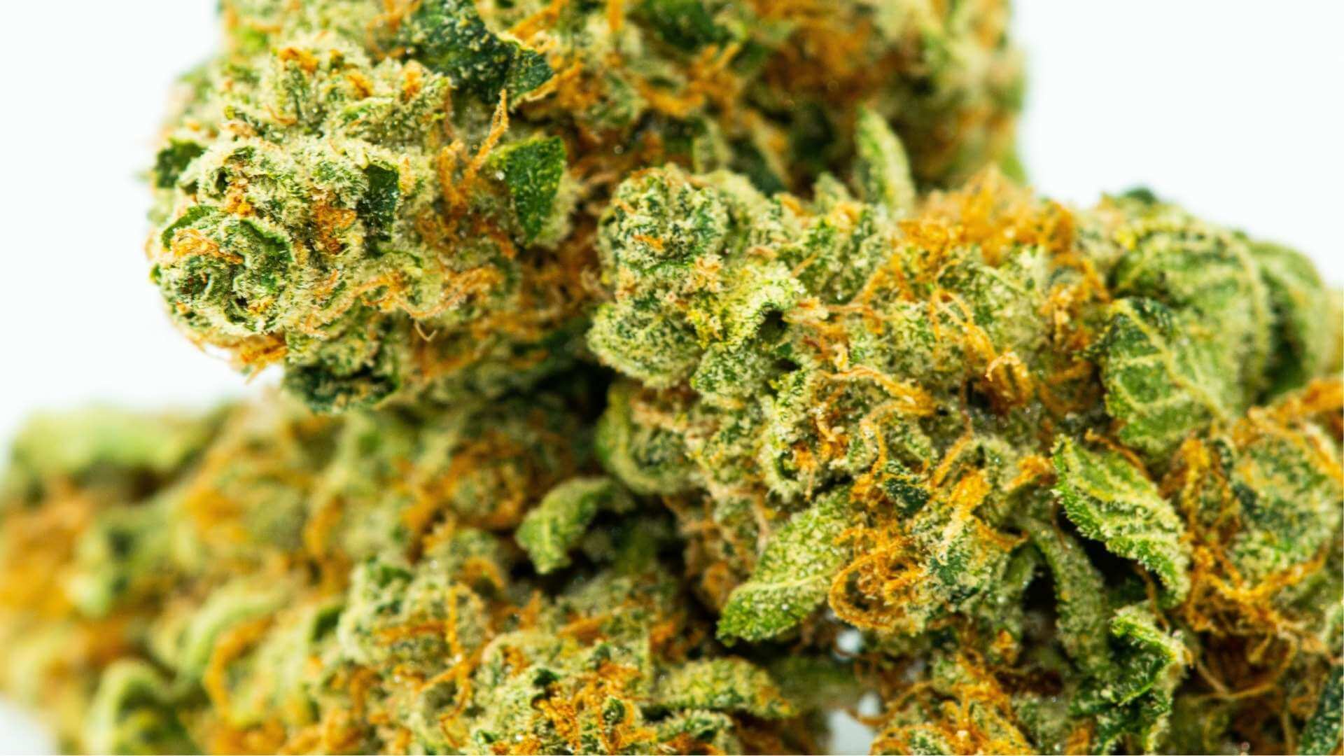 Candyland Terpenes