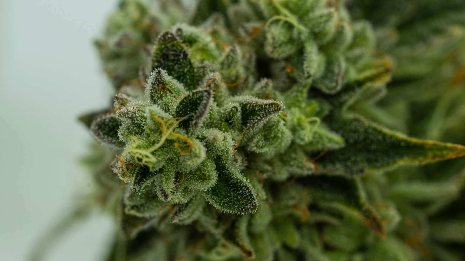 Cereal Milk Terpenes