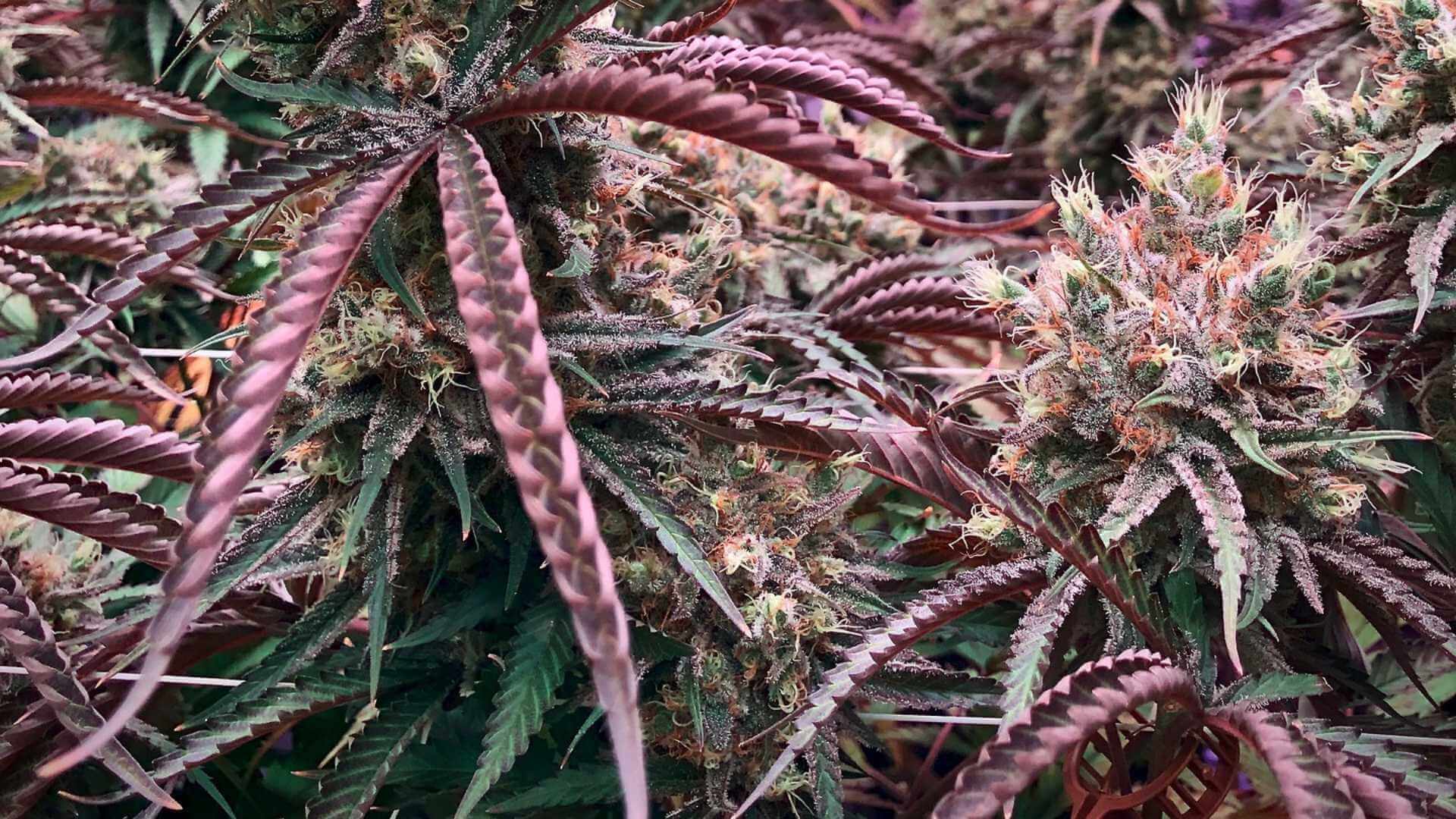 Chem Dawg Terpenes