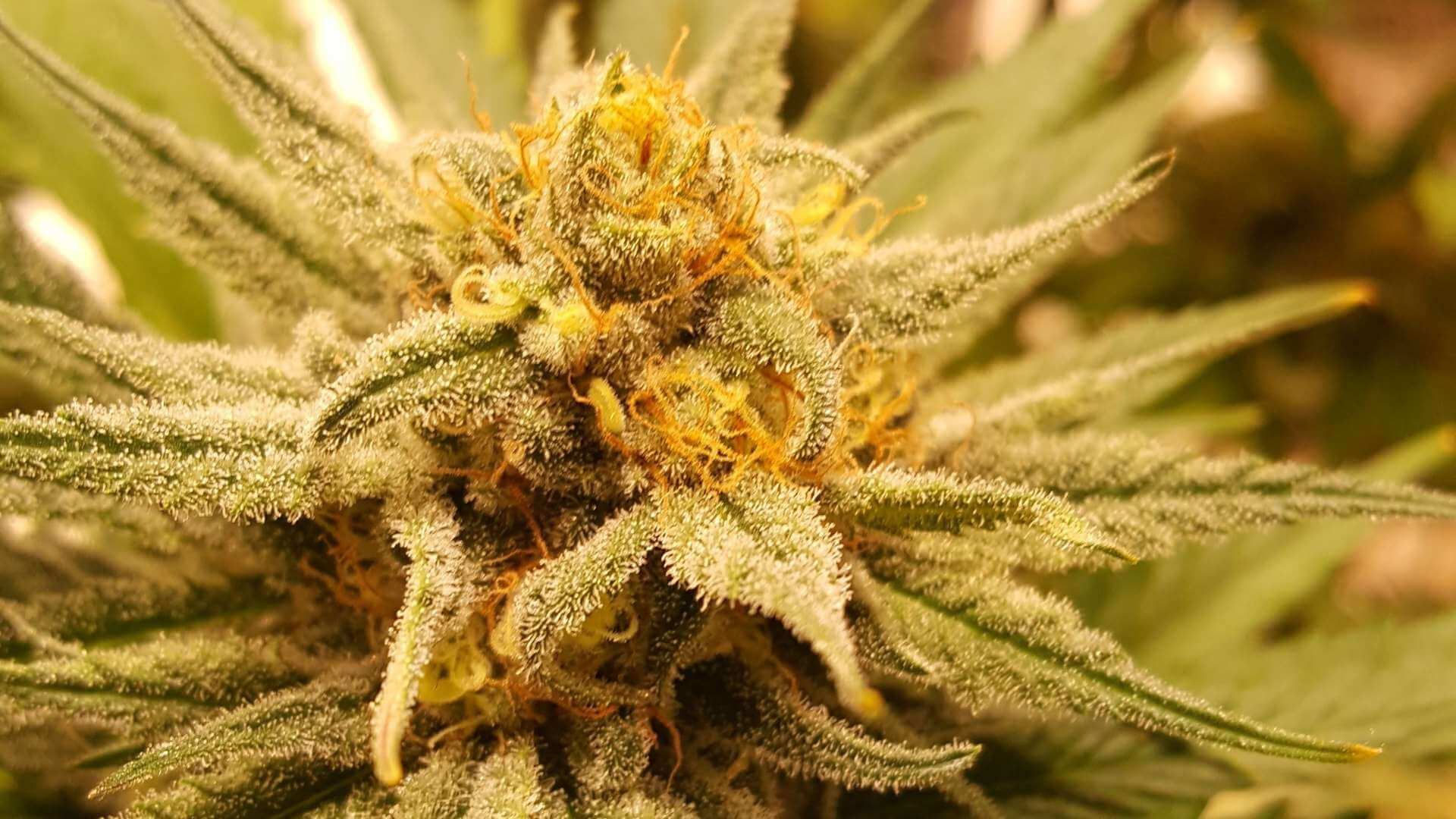 Cheese Terpenes
