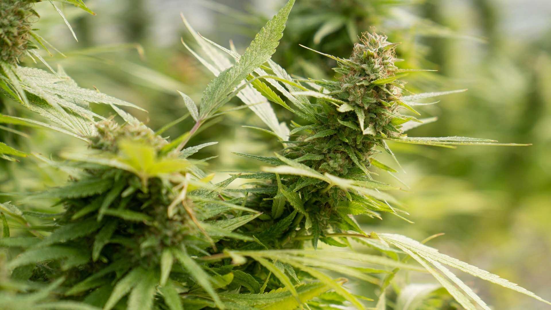 Durban Poison Terpenes