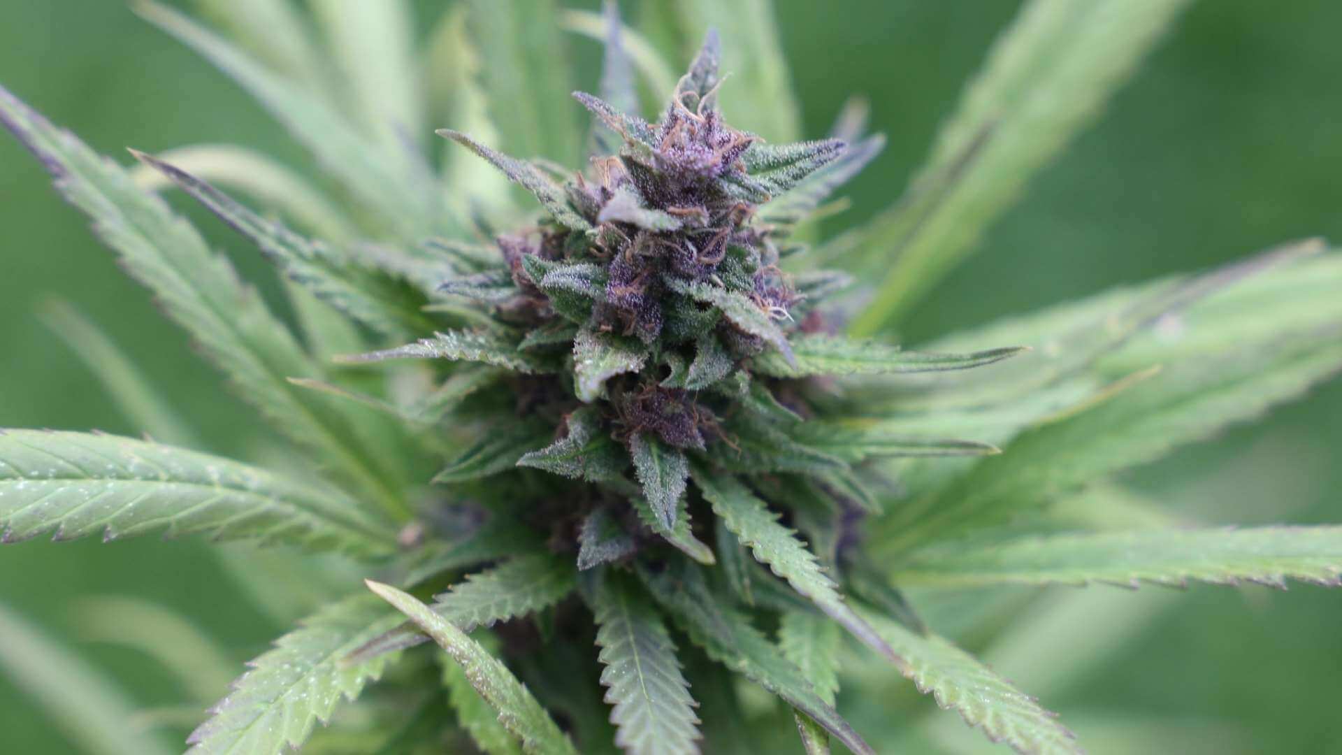 Forbidden Fruit Terpenes