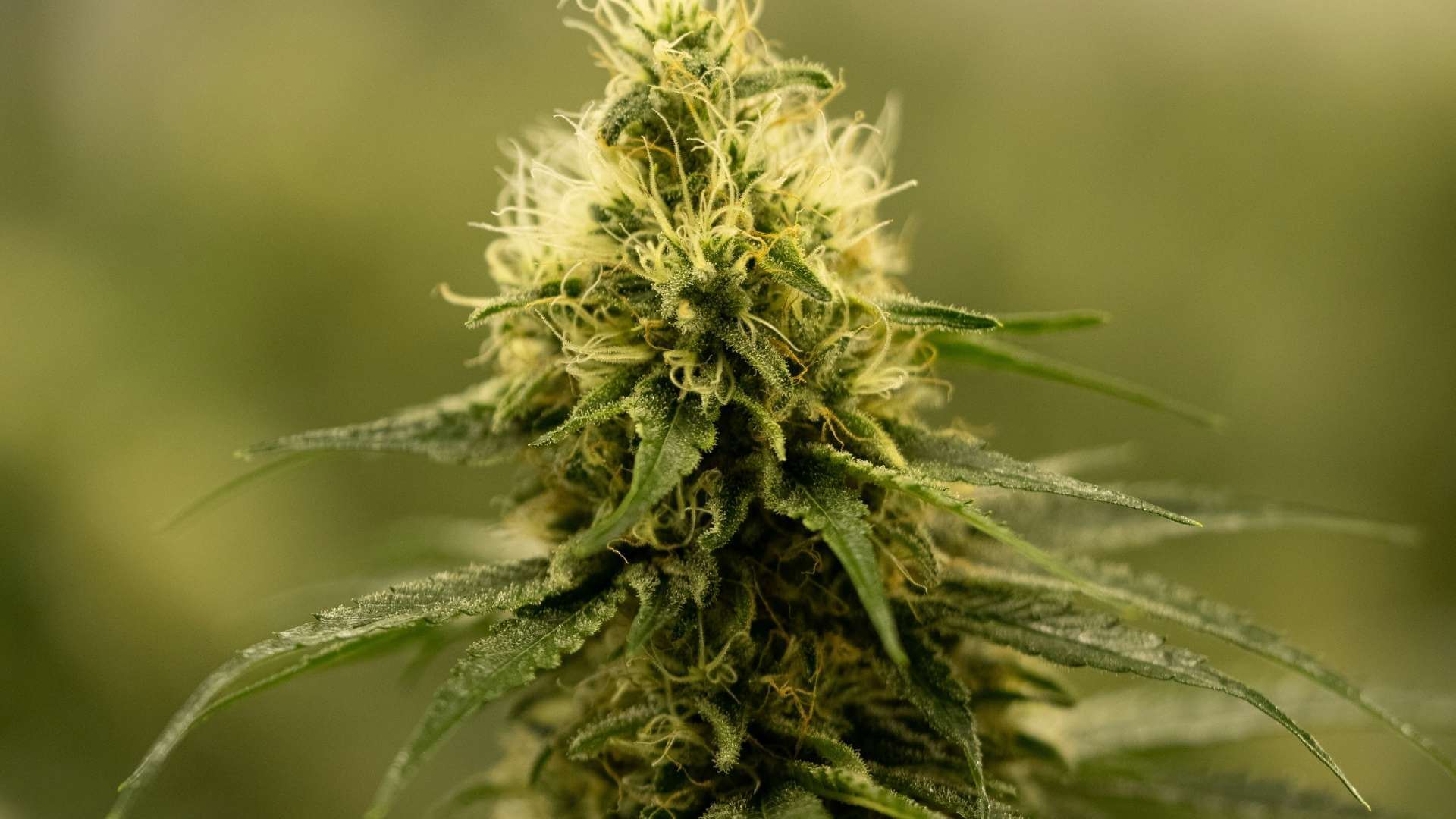 Girl Scout Cookies Terpenes - Lab Effects