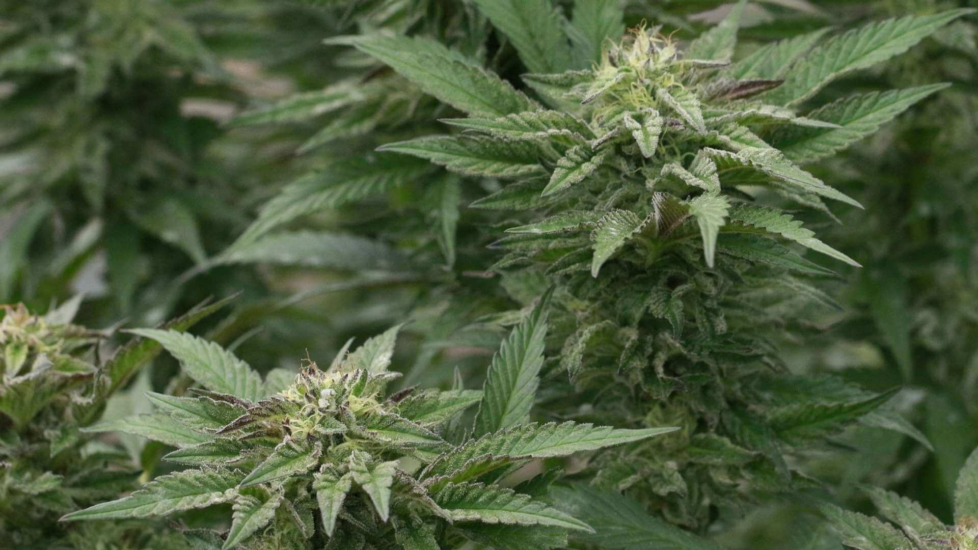 GG4 Terpenes