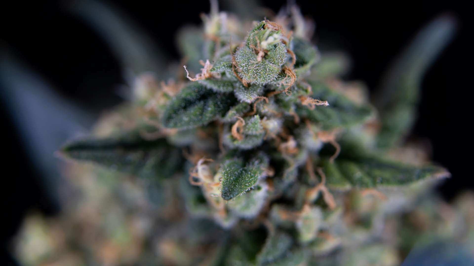 Fruity Pebbles Terpenes