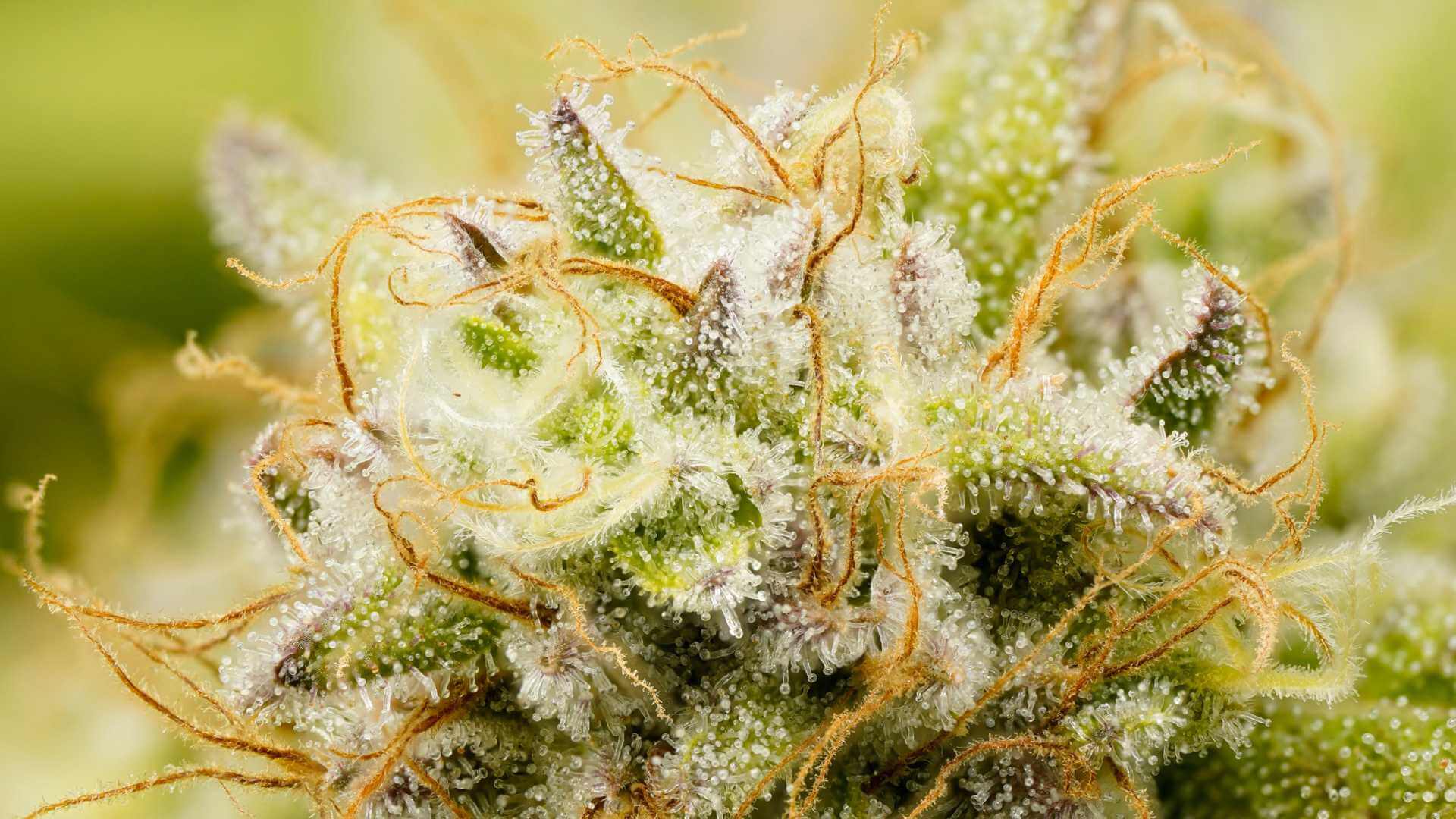 Harlequinn Terpenes