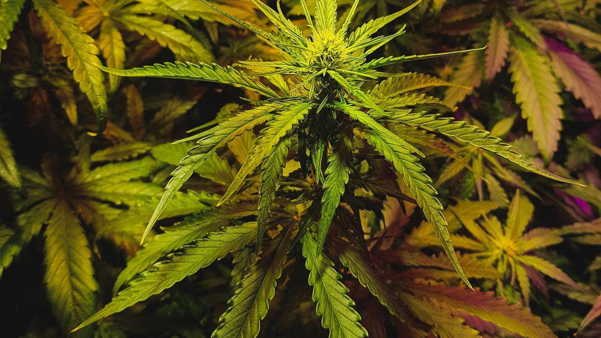 Jamaican Dream Terpenes