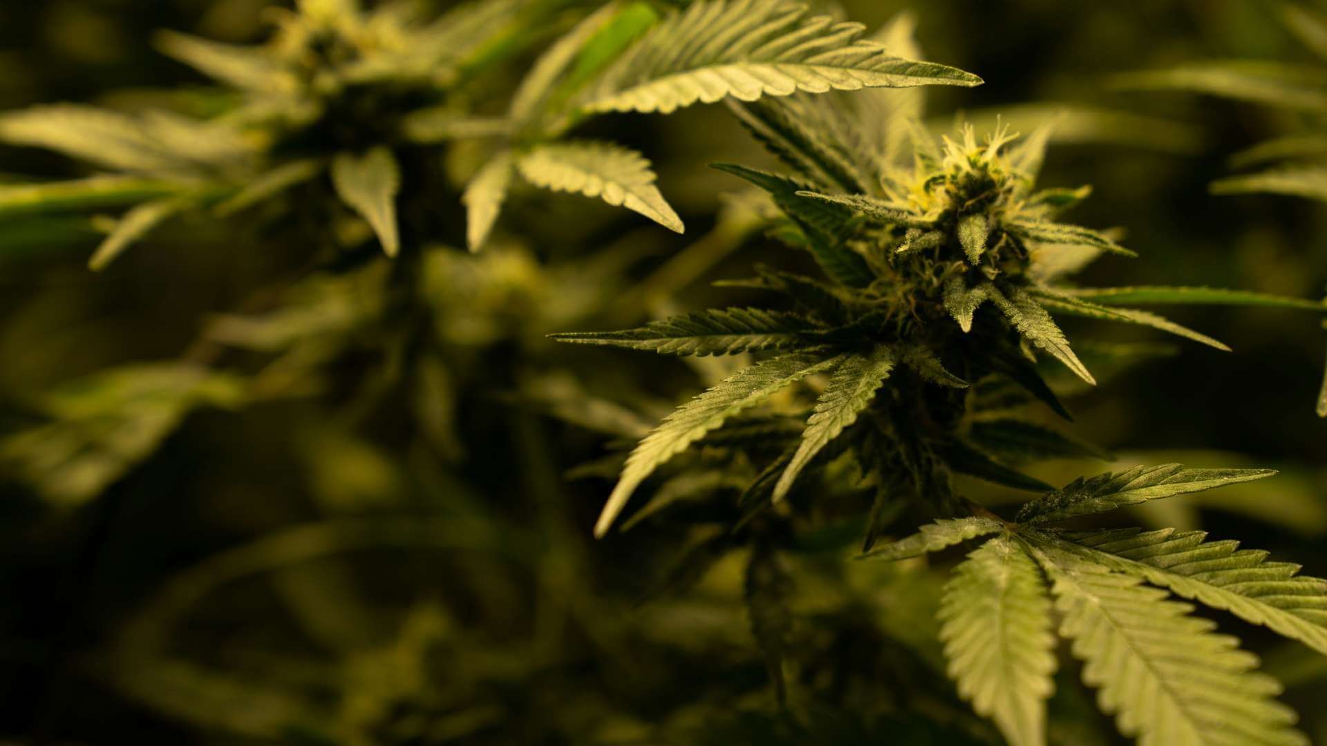 Jack Herer Terpenes - Lab Effects