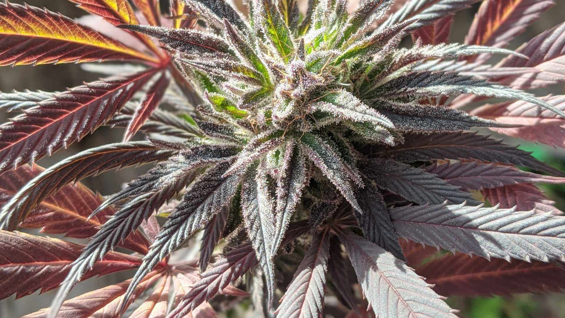 テルペン TRUE カルティバーシリーズKing Louis XIII 10ml 楽天市場】≪今月の目玉テルペン≫ テルペン アメリカ TRUE TERPENES