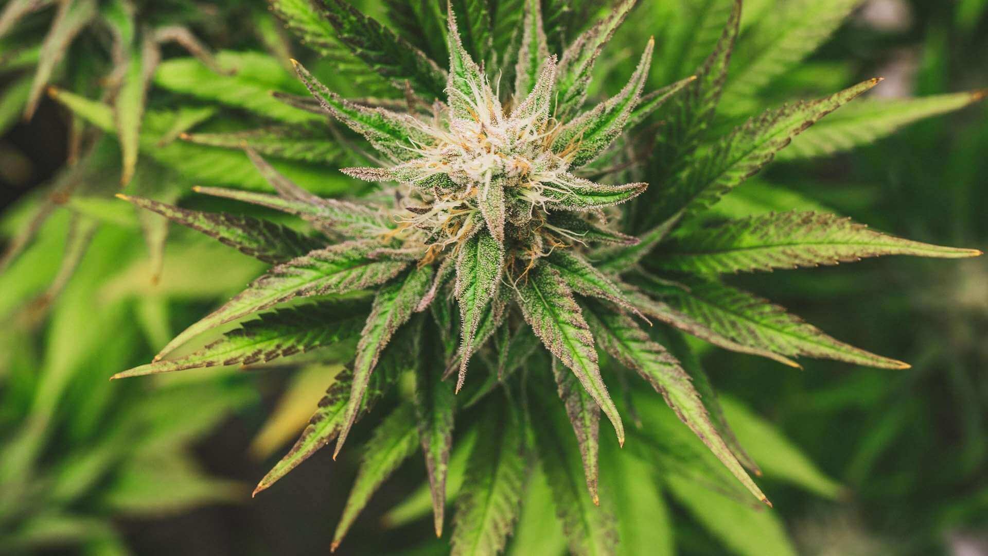 Maui Wowie Terpenes - Lab Effects