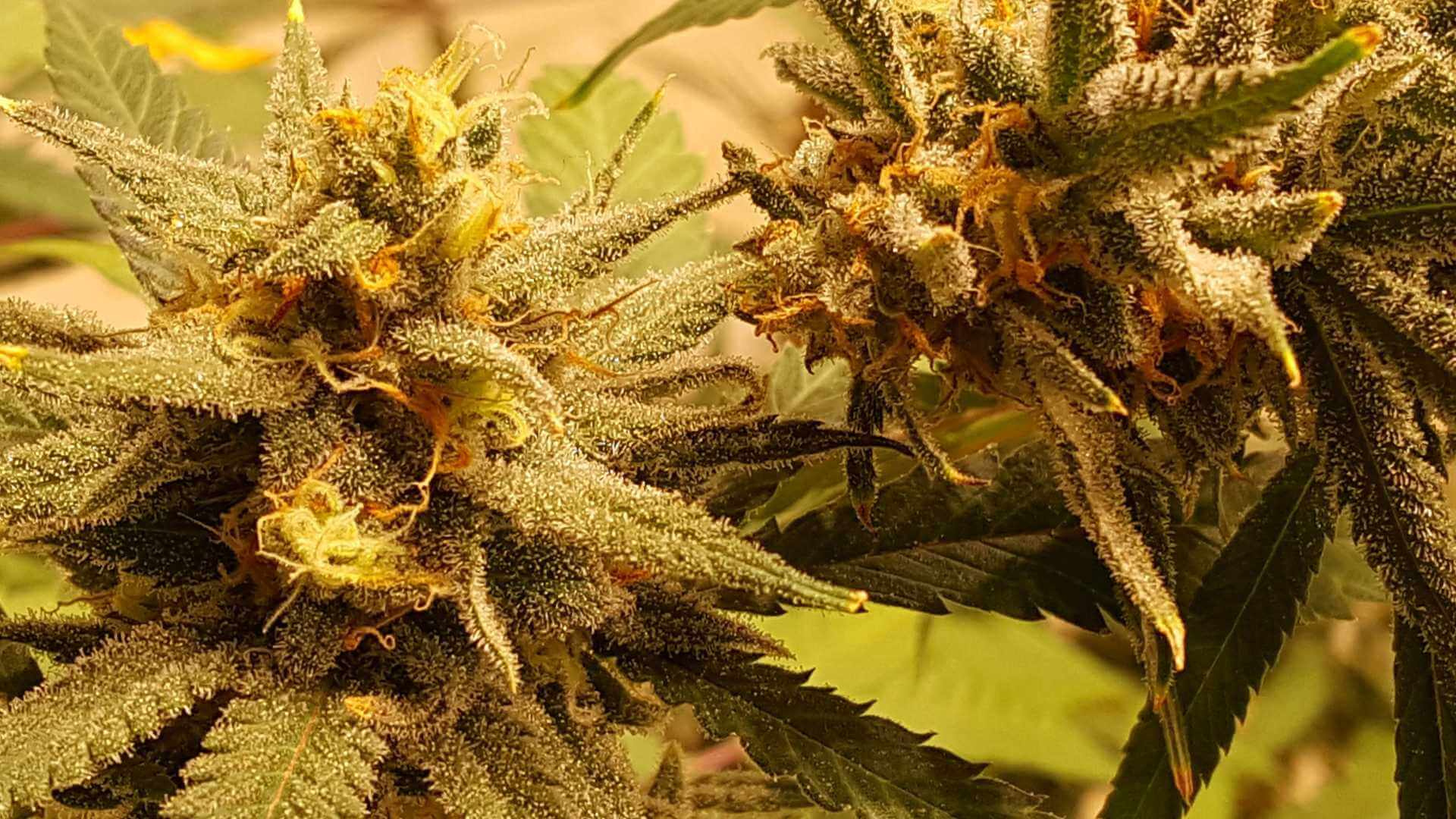 Lemon Haze Terpenes