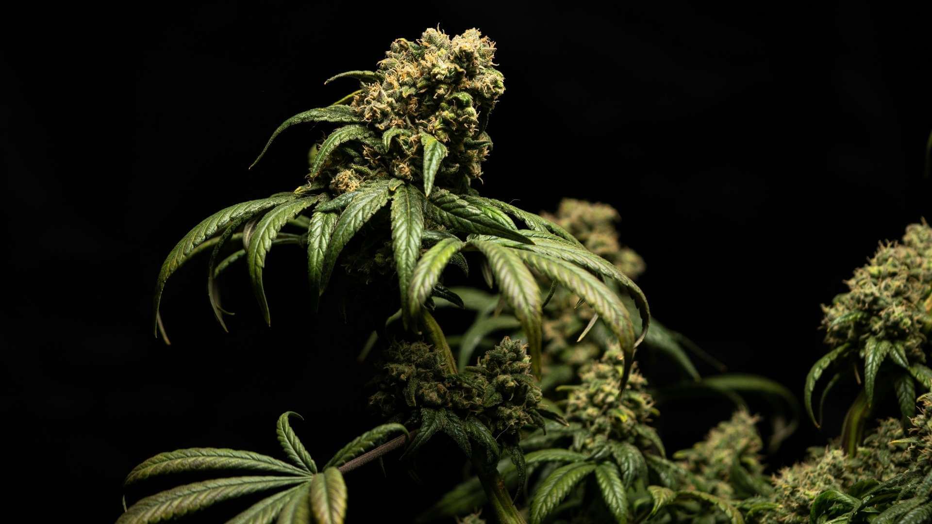 Platinum Cookies Terpenes