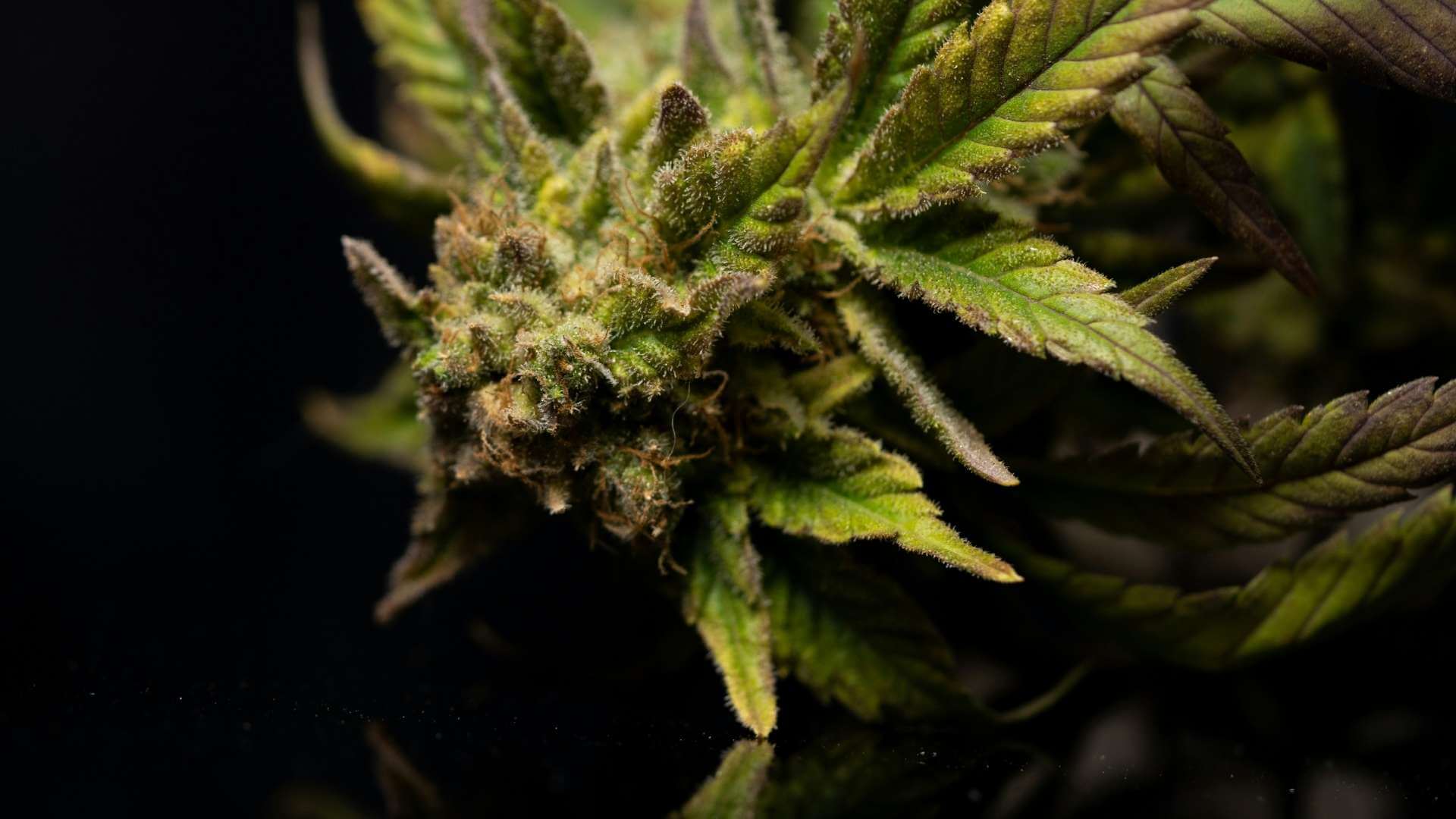 OG Kush Terpenes - Lab Effects