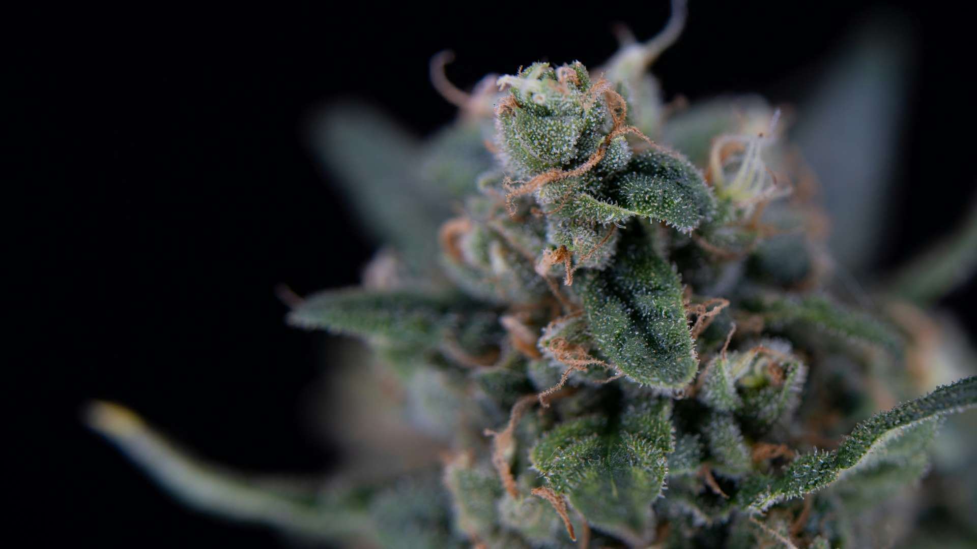 Peppermint Cookies Terpenes