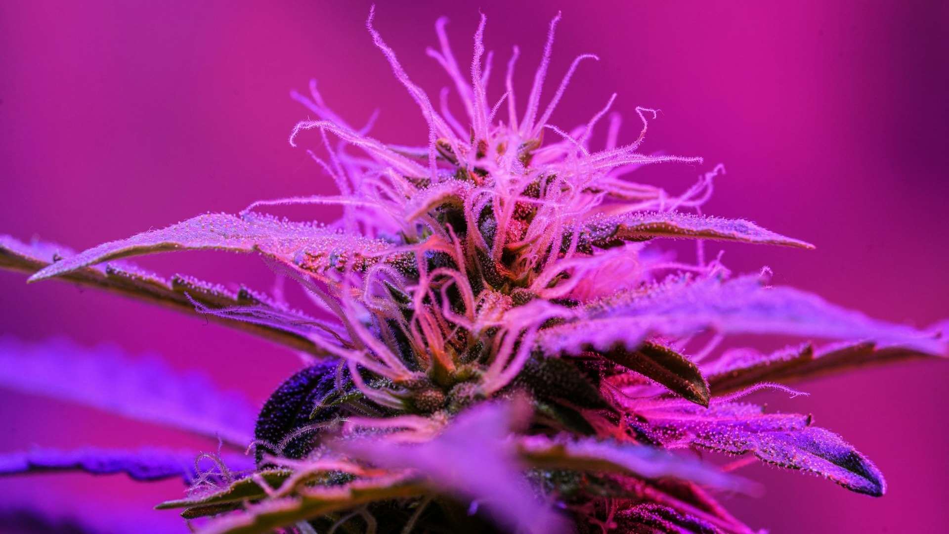 Pink Picasso Terpenes