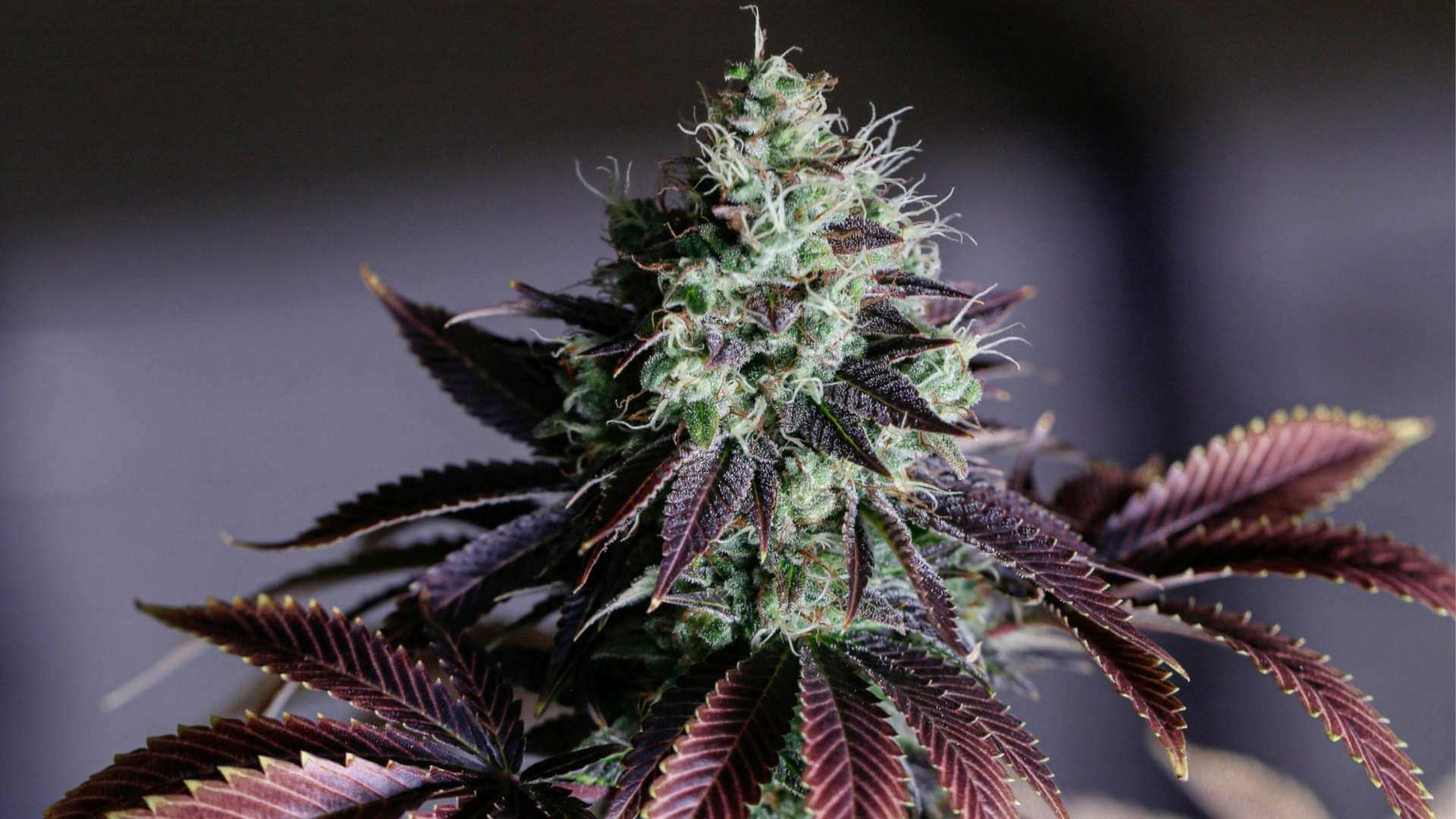 Sour Diesel Terpenes