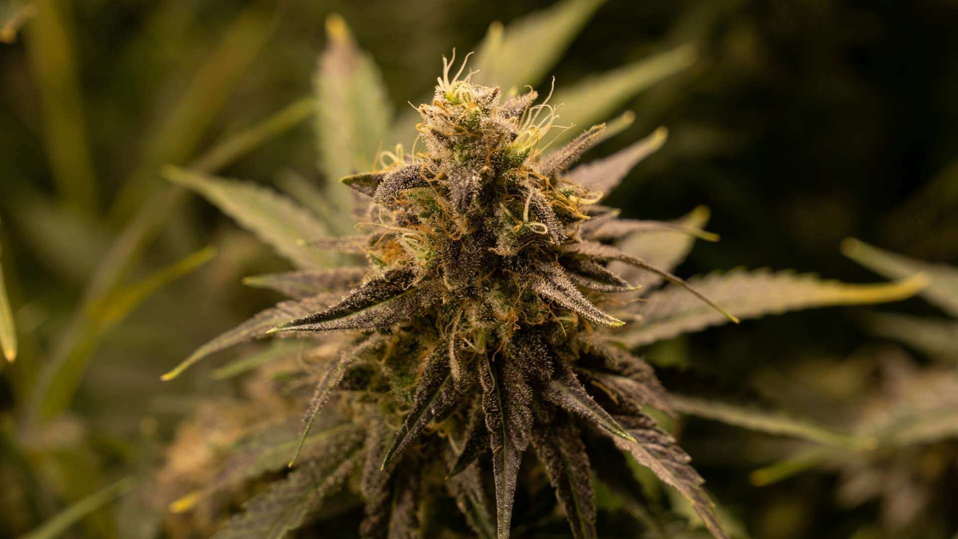 S.A.G.E. Terpenes