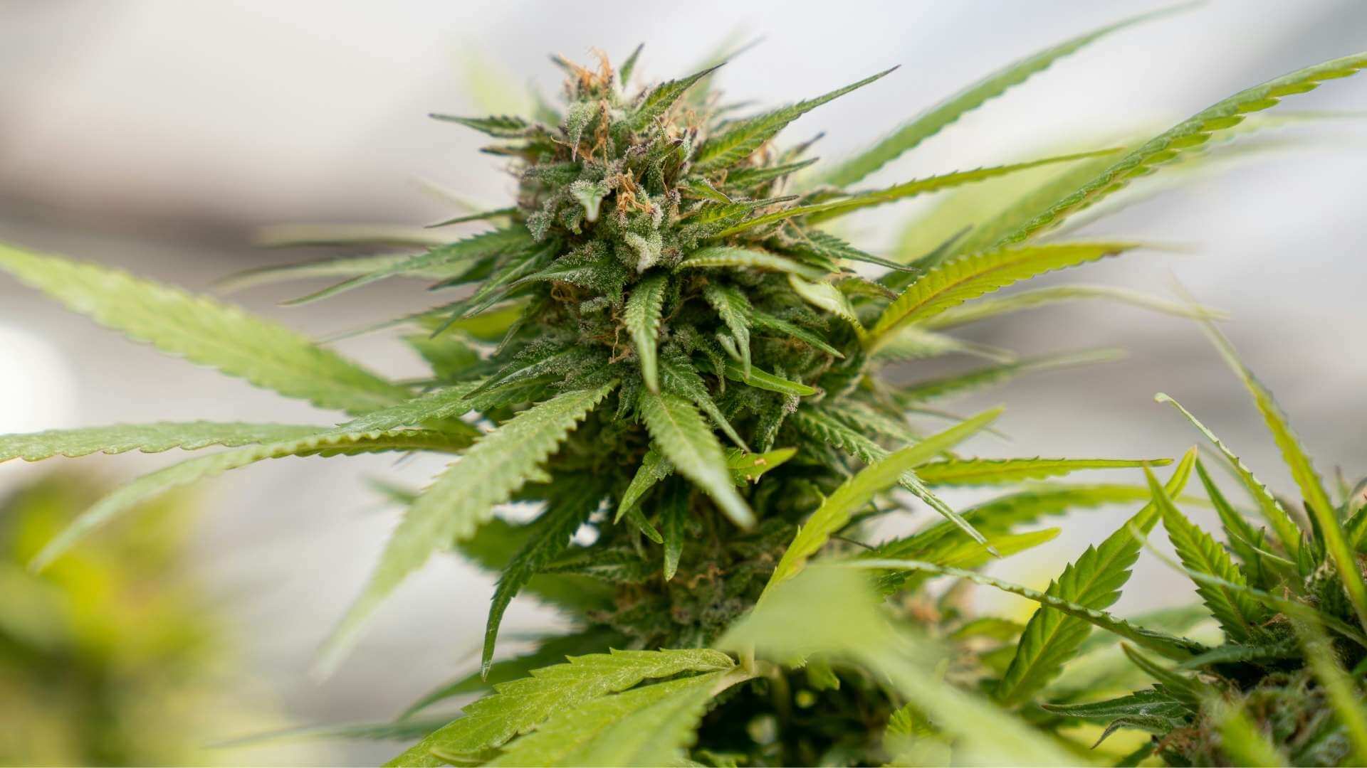 Snowman Terpenes