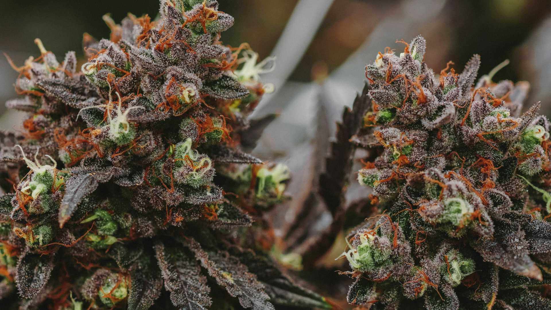 Sunset Sherbet Terpenes - Lab Effects