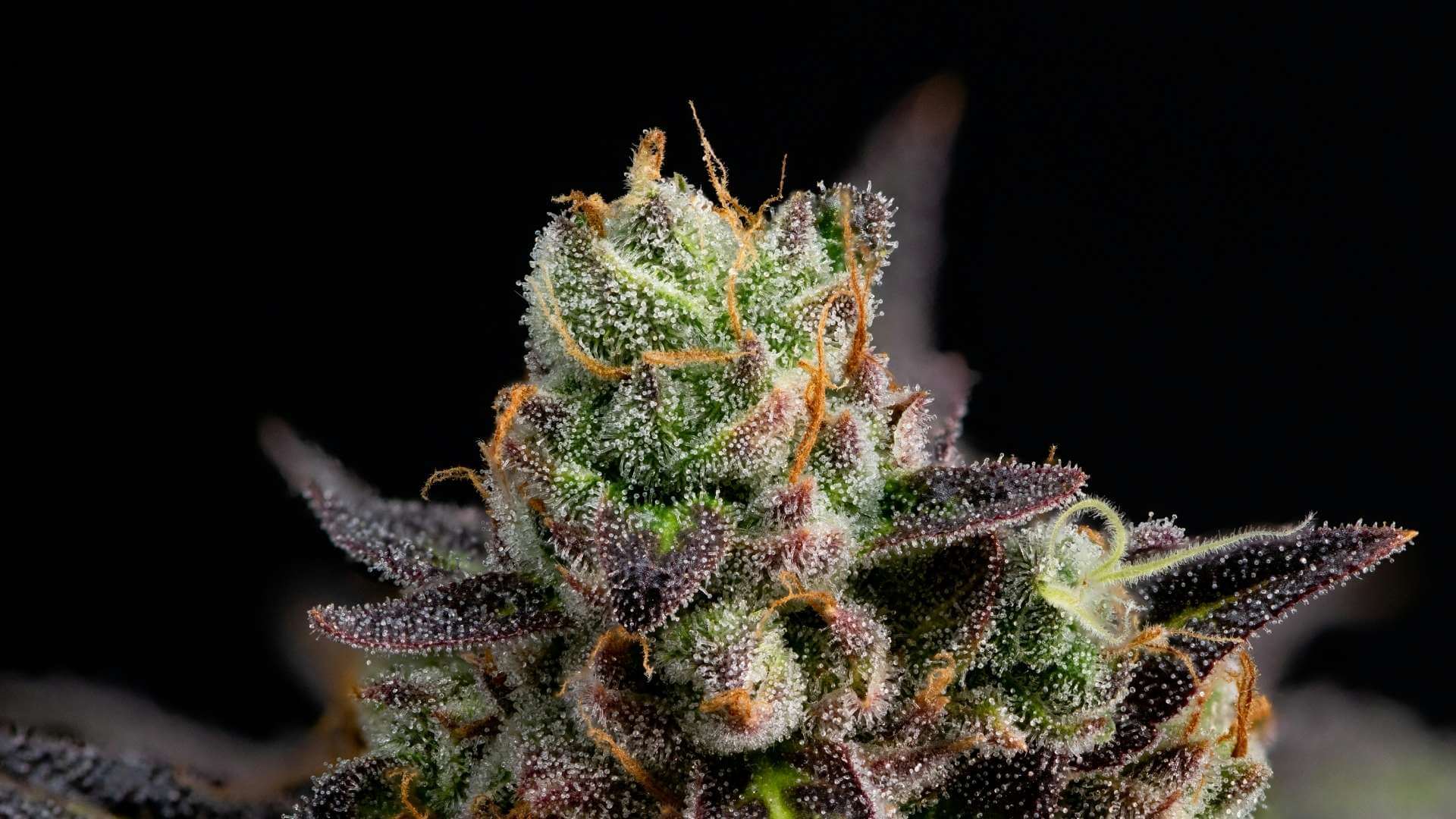 Tropicana Cookies Terpenes - Lab Effects