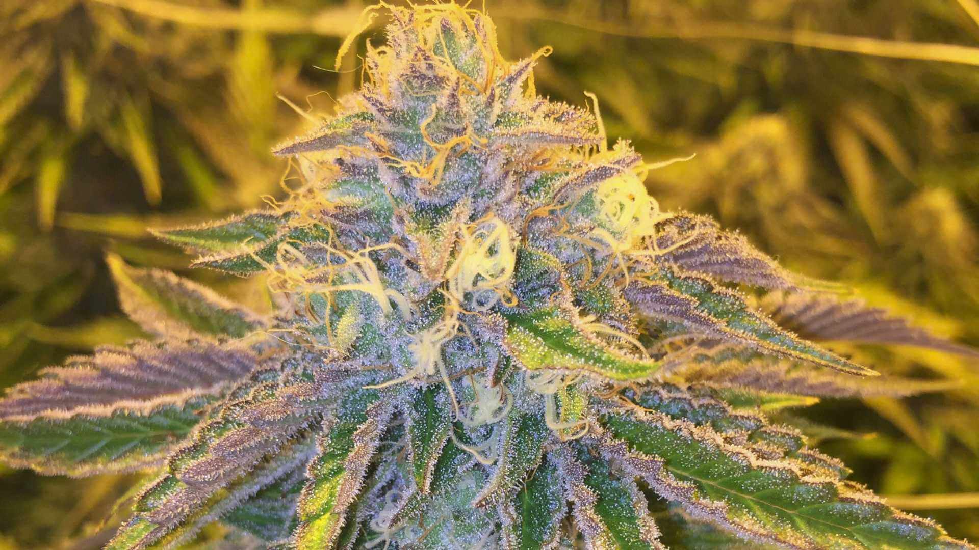 Trainwreck Terpenes - Lab Effects