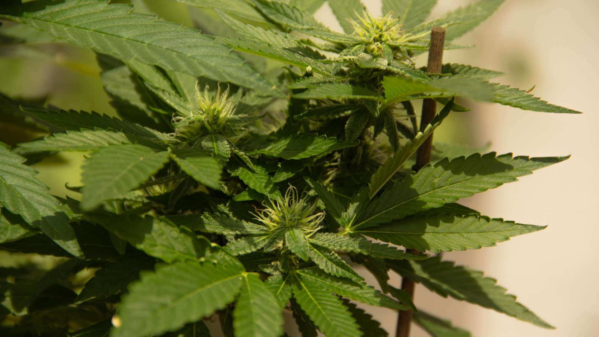 Thai Chi Terpenes