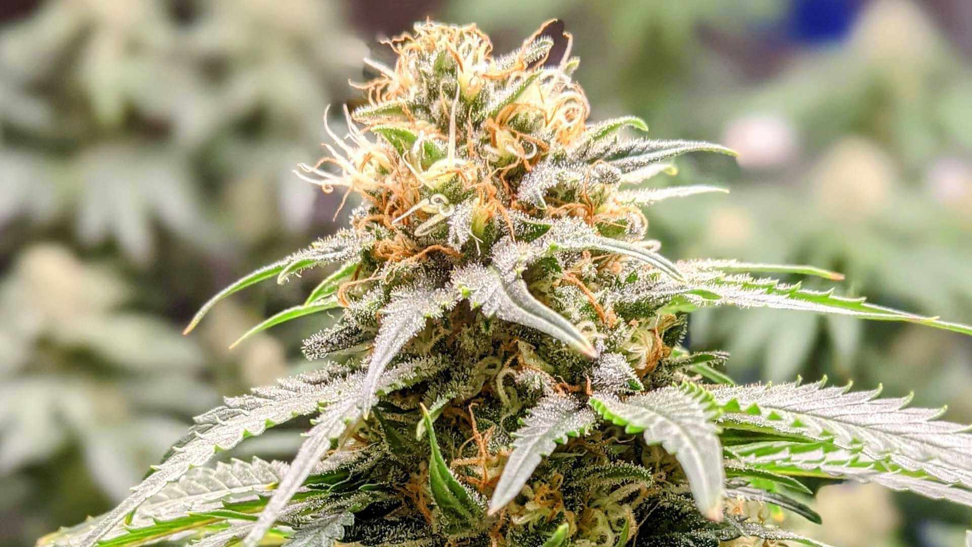 Wedding Cake Terpenes - Lab Effects