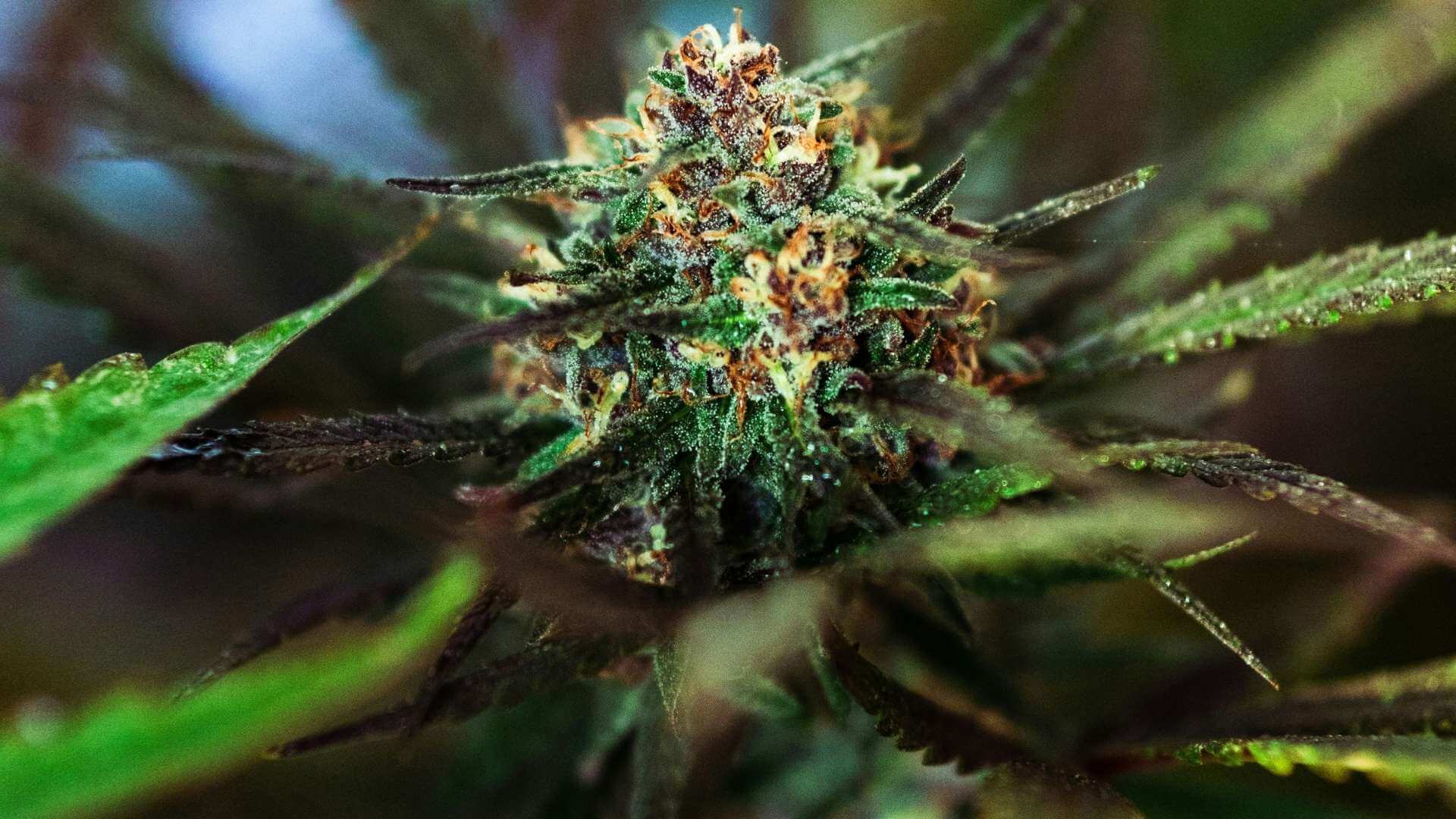 Yoda OG Terpenes