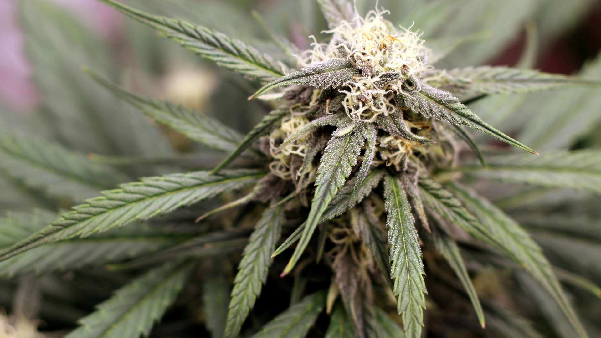 Venom OG Terpenes