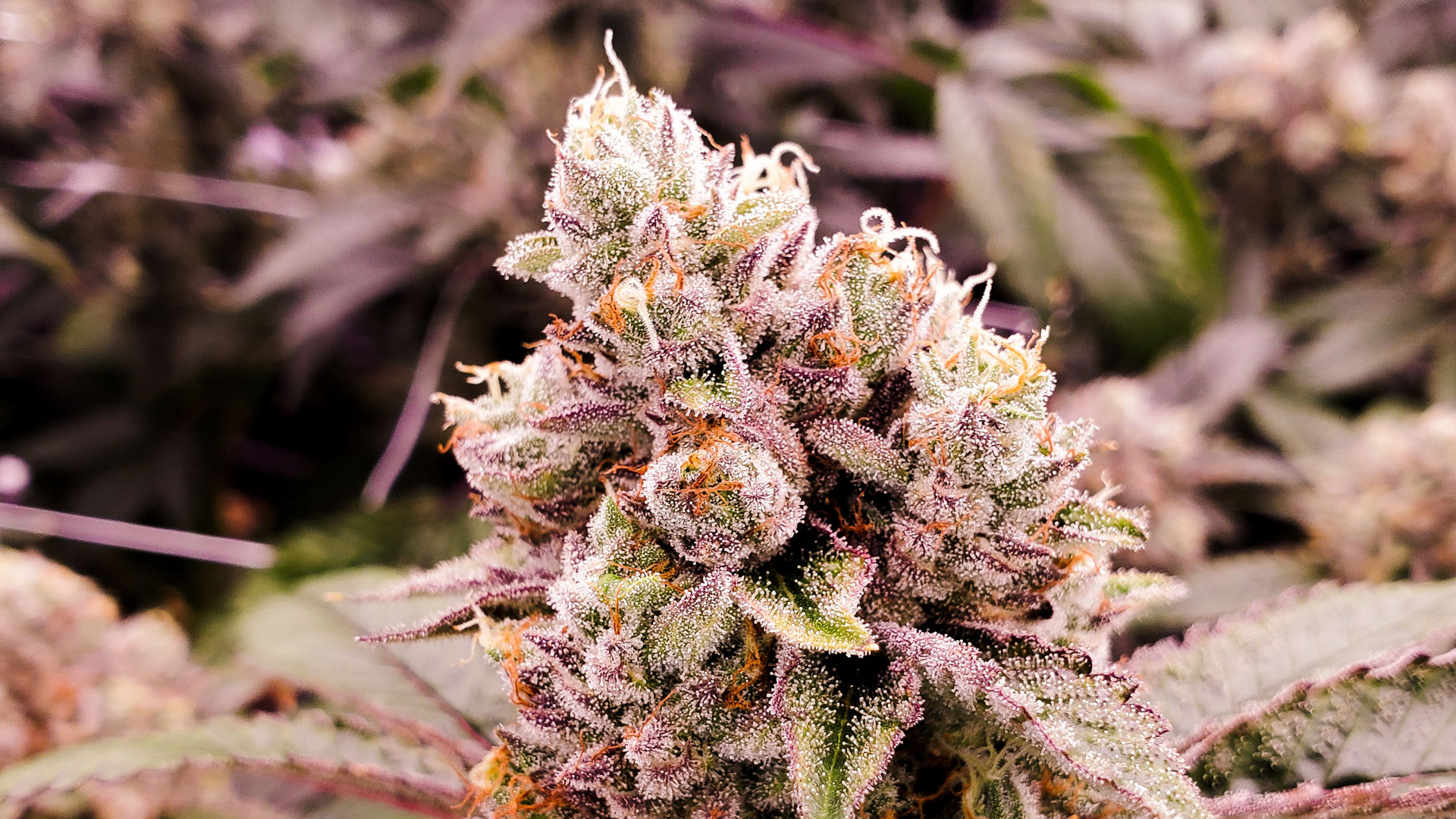 Blueberry Short Terpenes