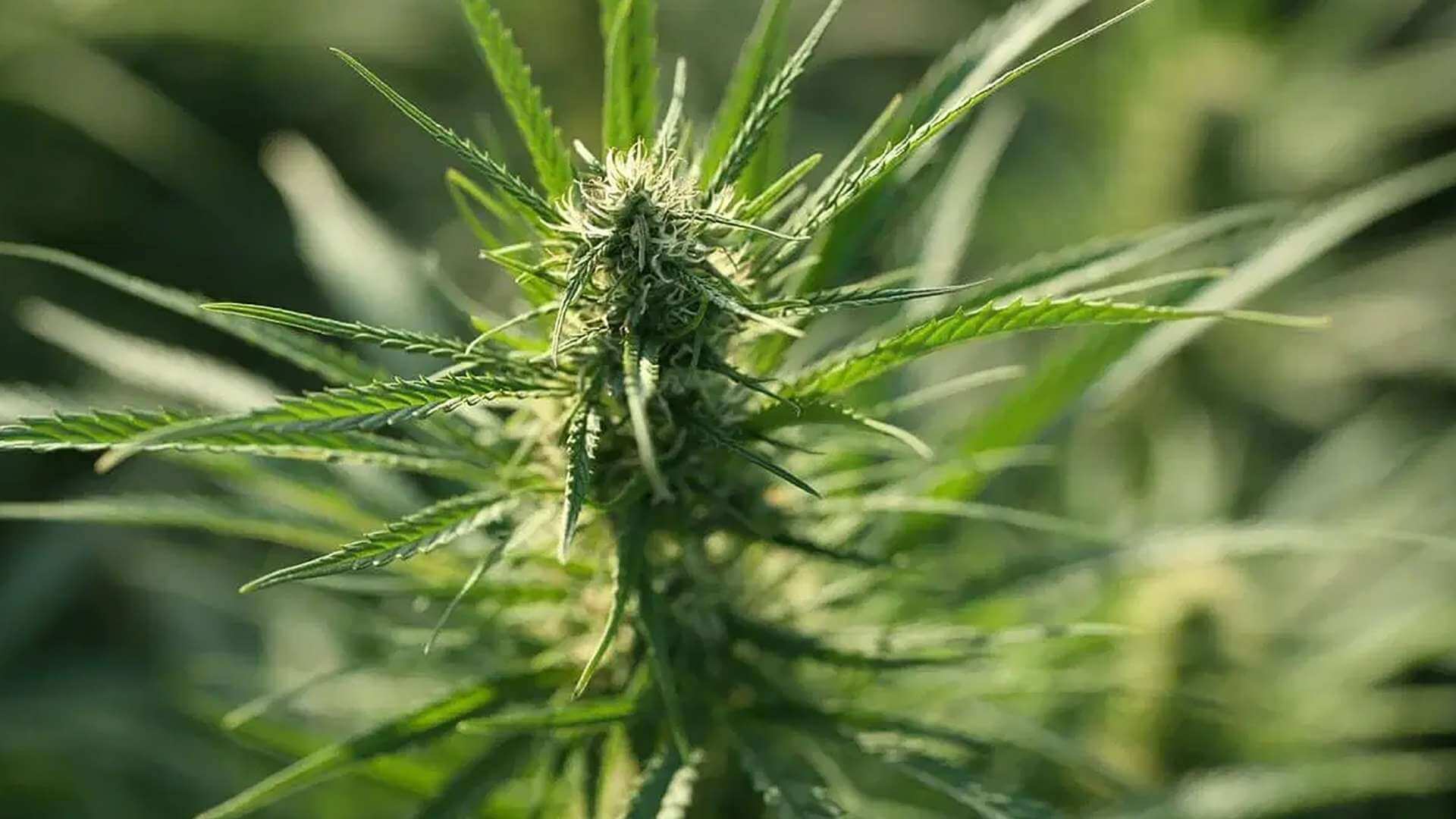 Cement Shoes Terpenes