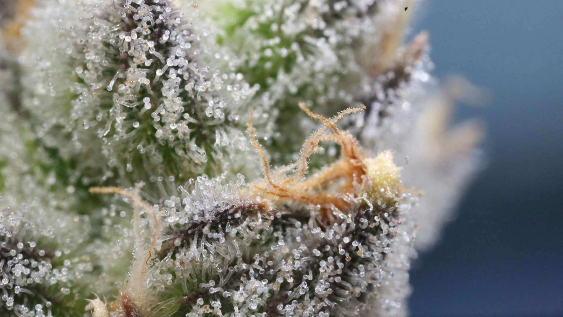 Bruce Banner Terpenes