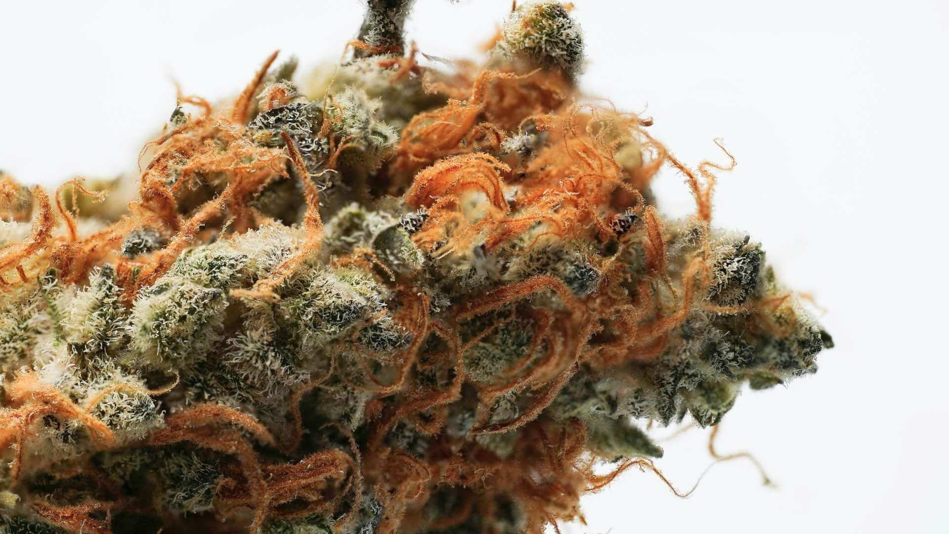 Cannalope Haze Terpenes