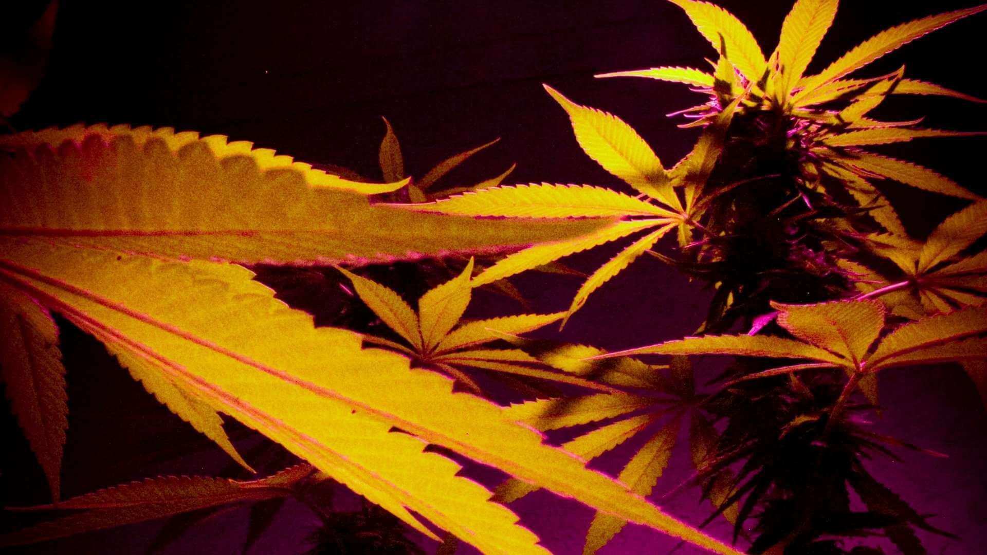 Cannatonic Terpenes