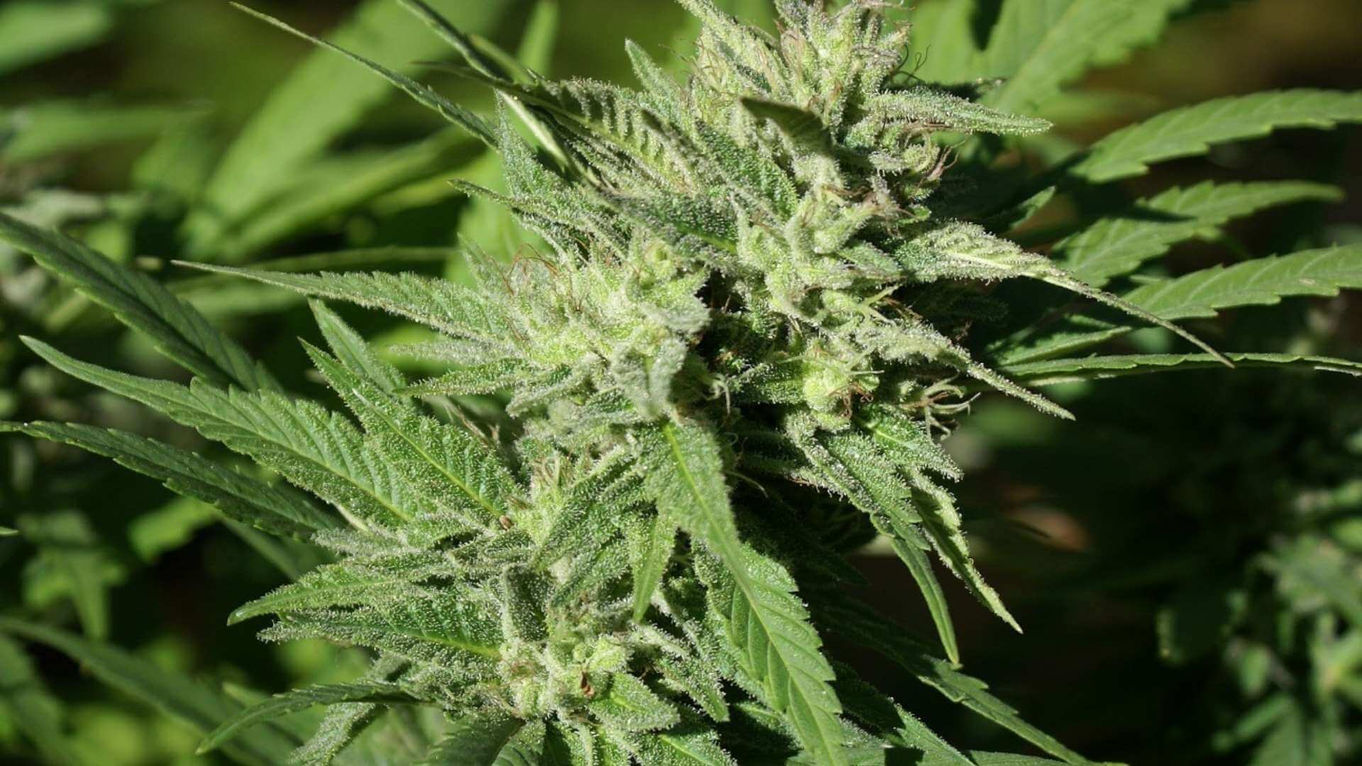 Cherry Kush Terpenes