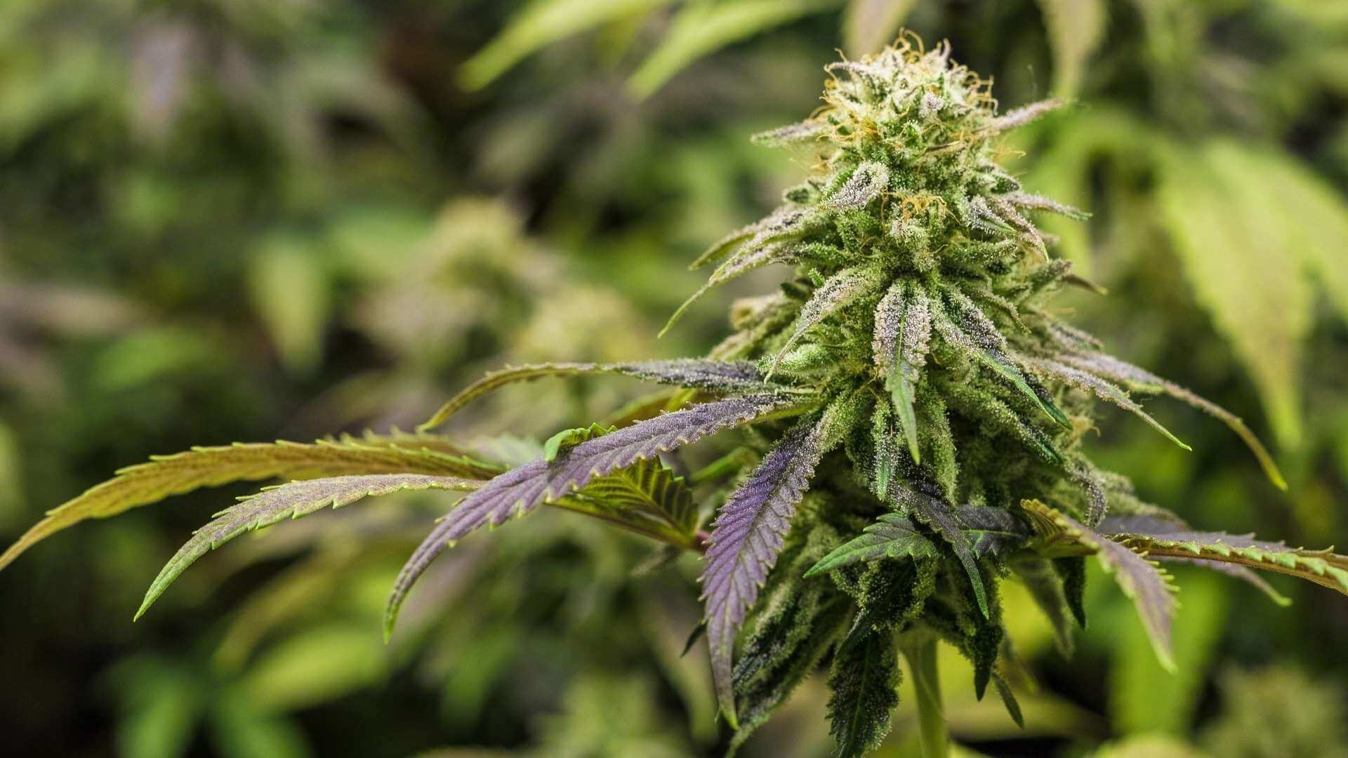 Christmas Cookies Terpenes