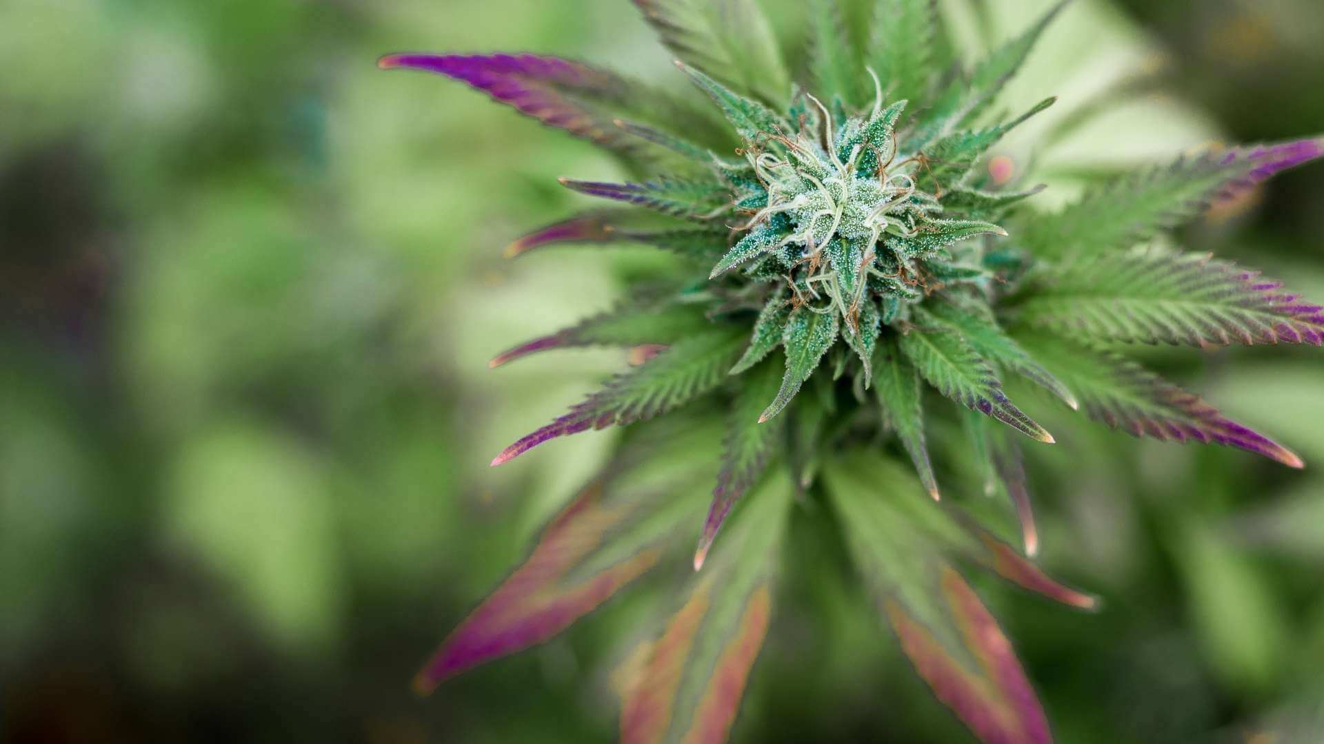 Ecto-Cooler Terpenes