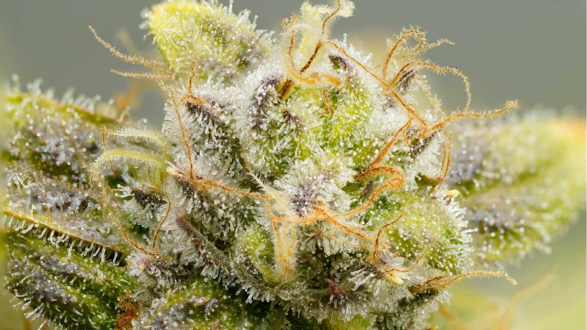 Clementine Terpenes