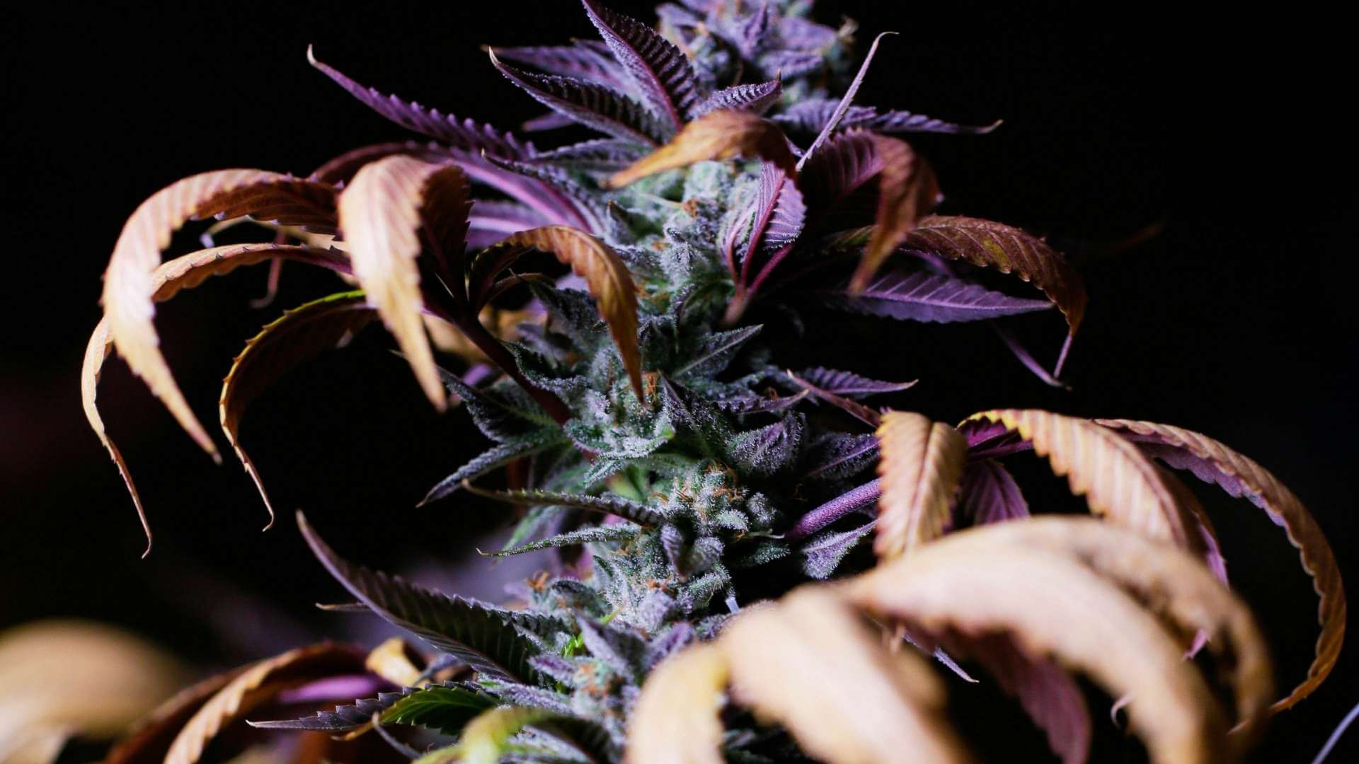 Ice Cream Cake Terpenes