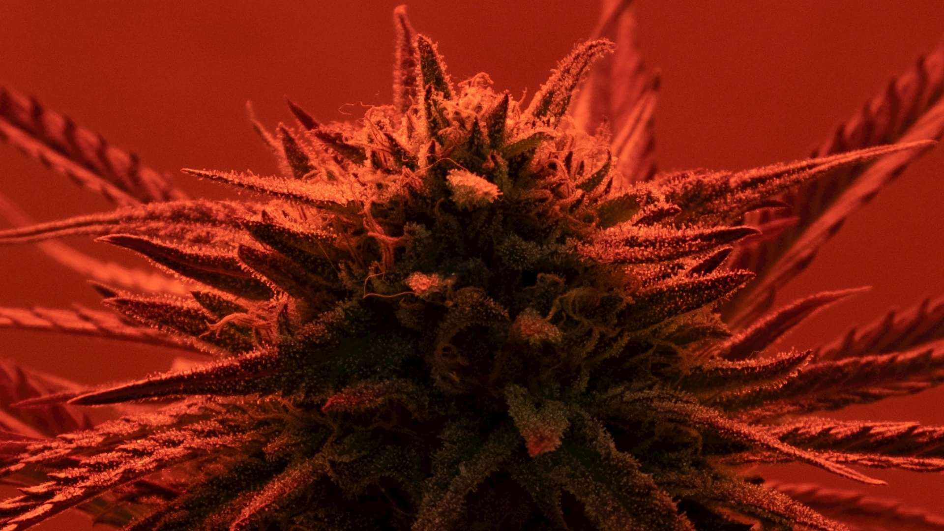 Kong Terpenes