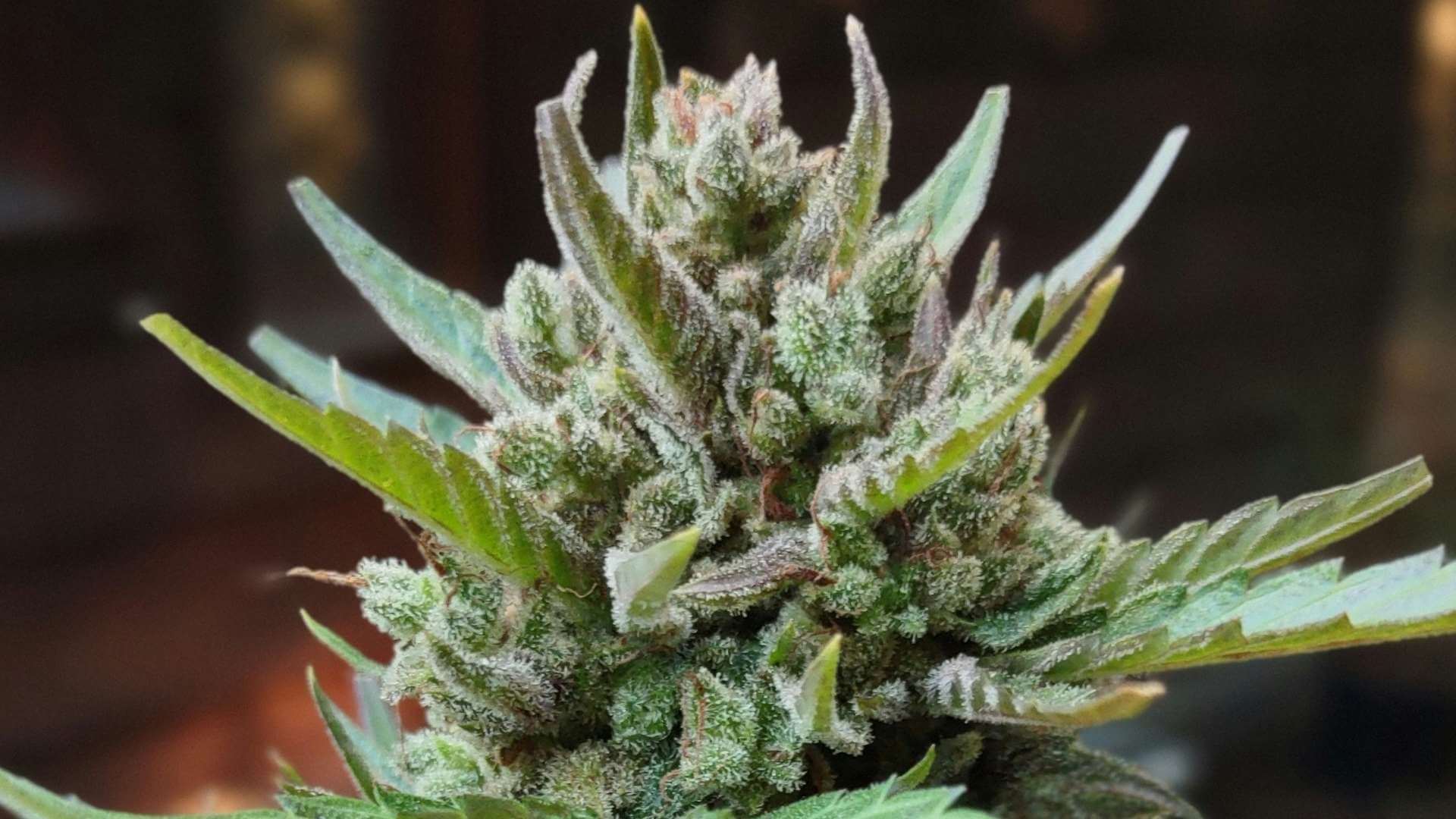 Mac 1 Terpenes