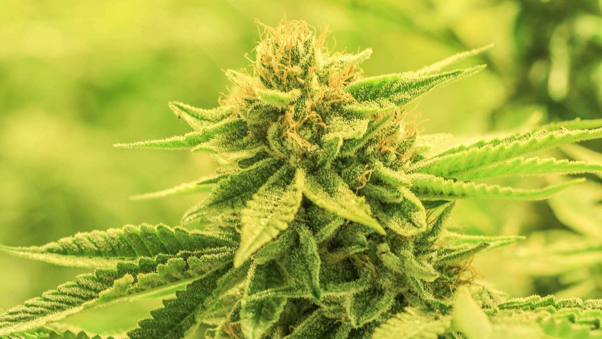 Mango Kush Terpenes