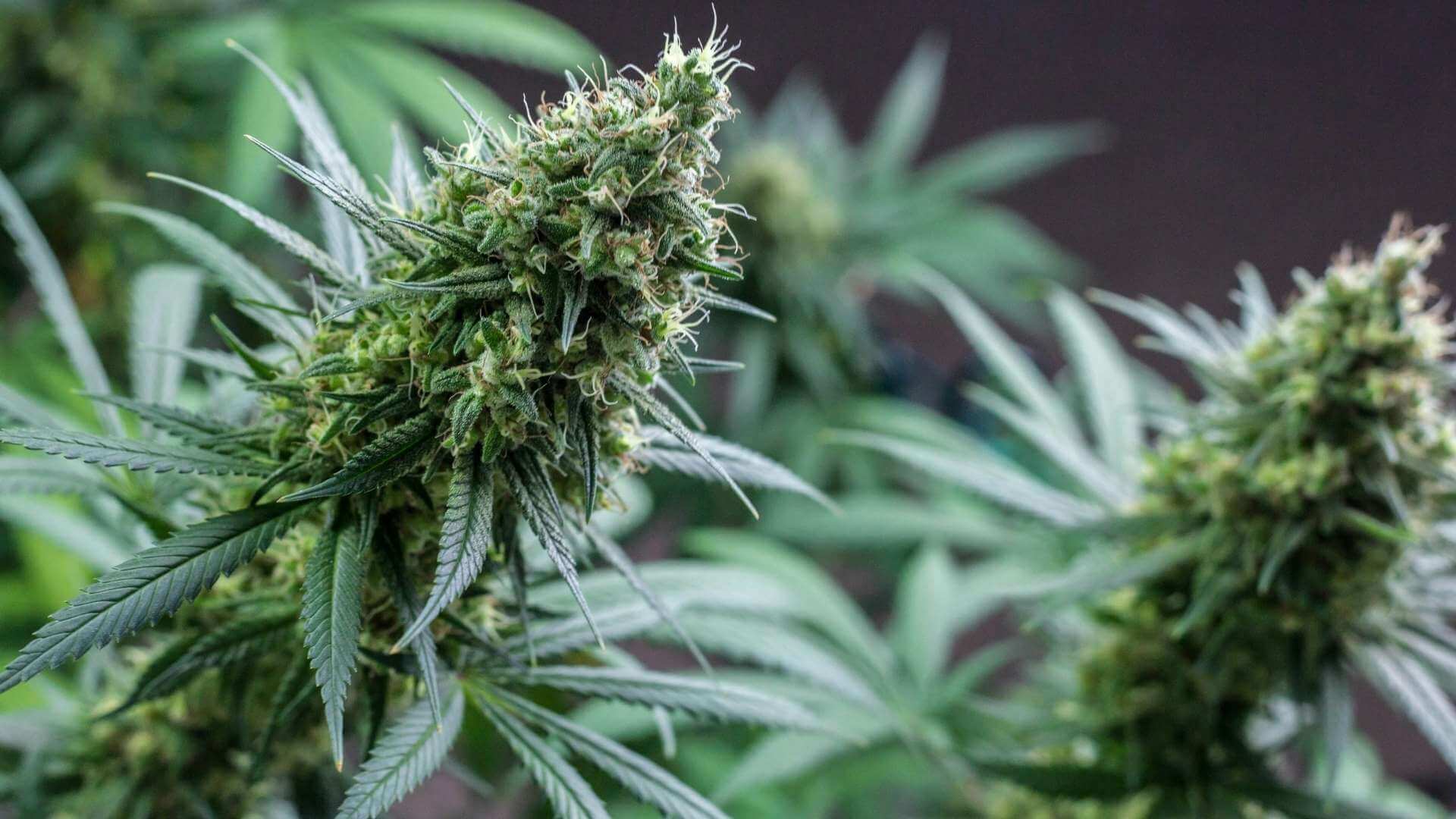 Mr. Clean Terpenes