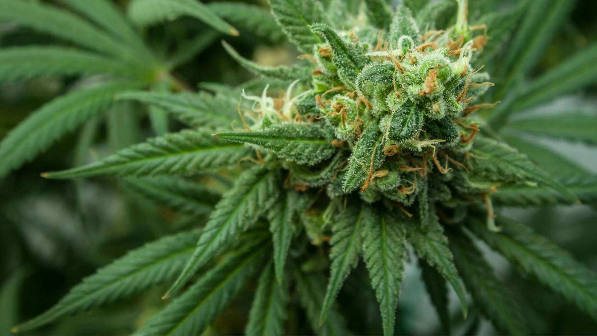 One Love Terpenes