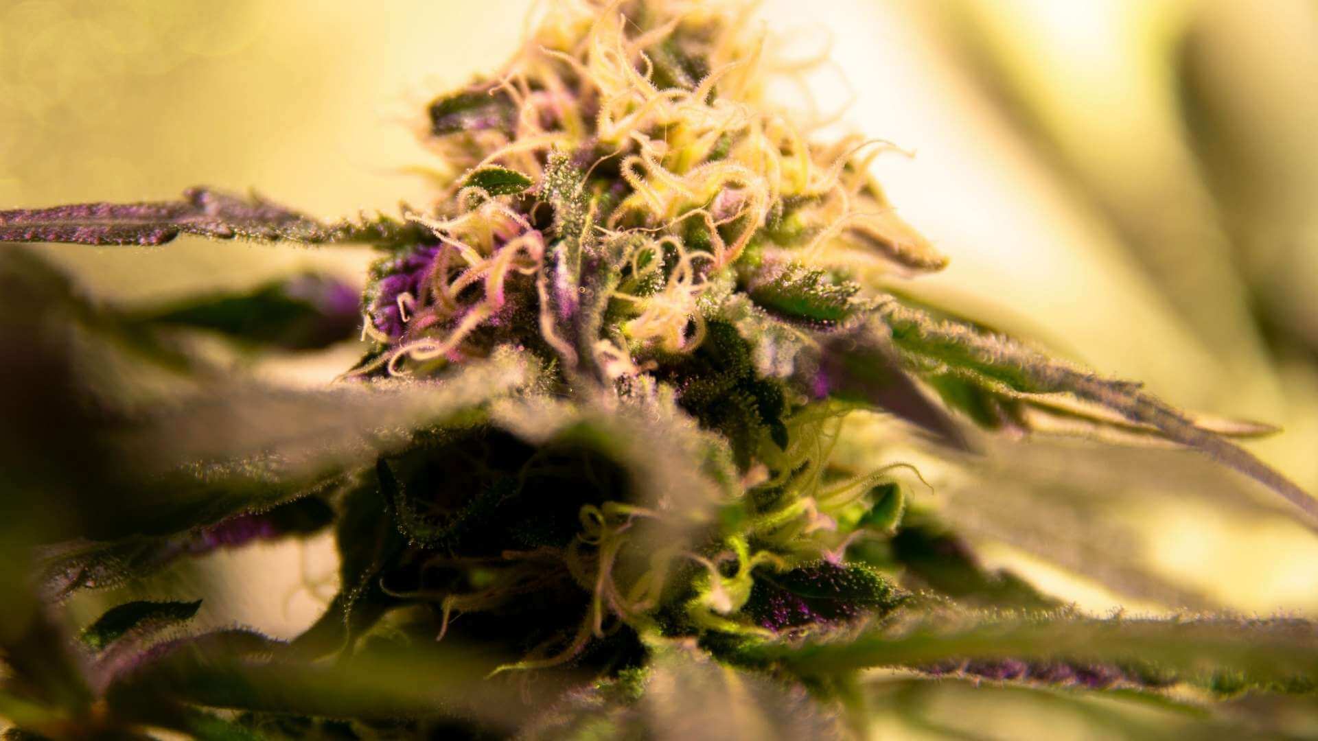 Orange Cookies Terpenes - Lab Effects