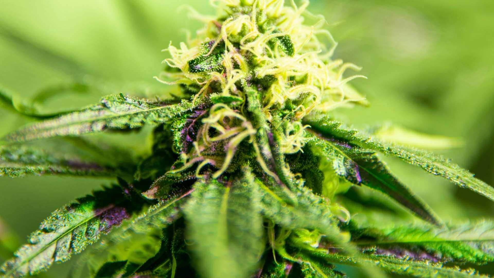Peachy Mac Terpenes
