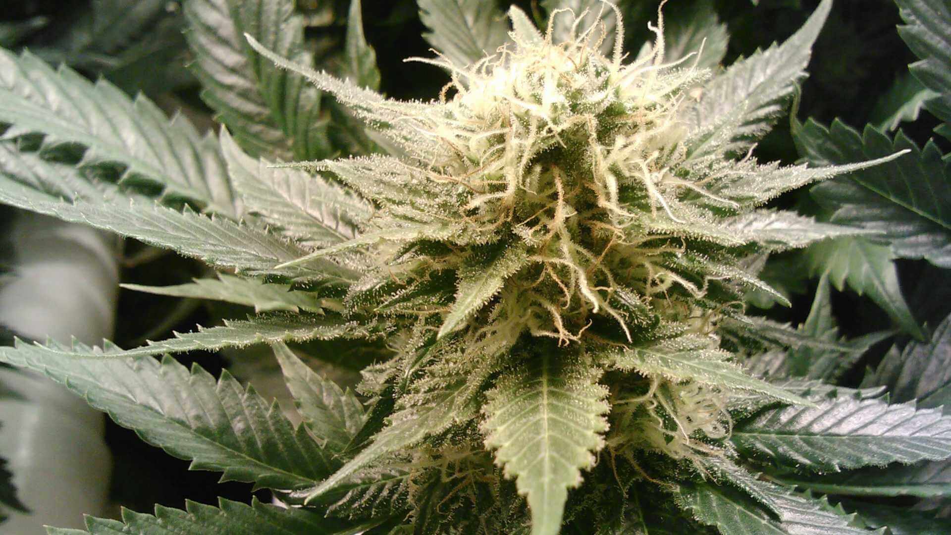 Raspberry Kush Terpenes