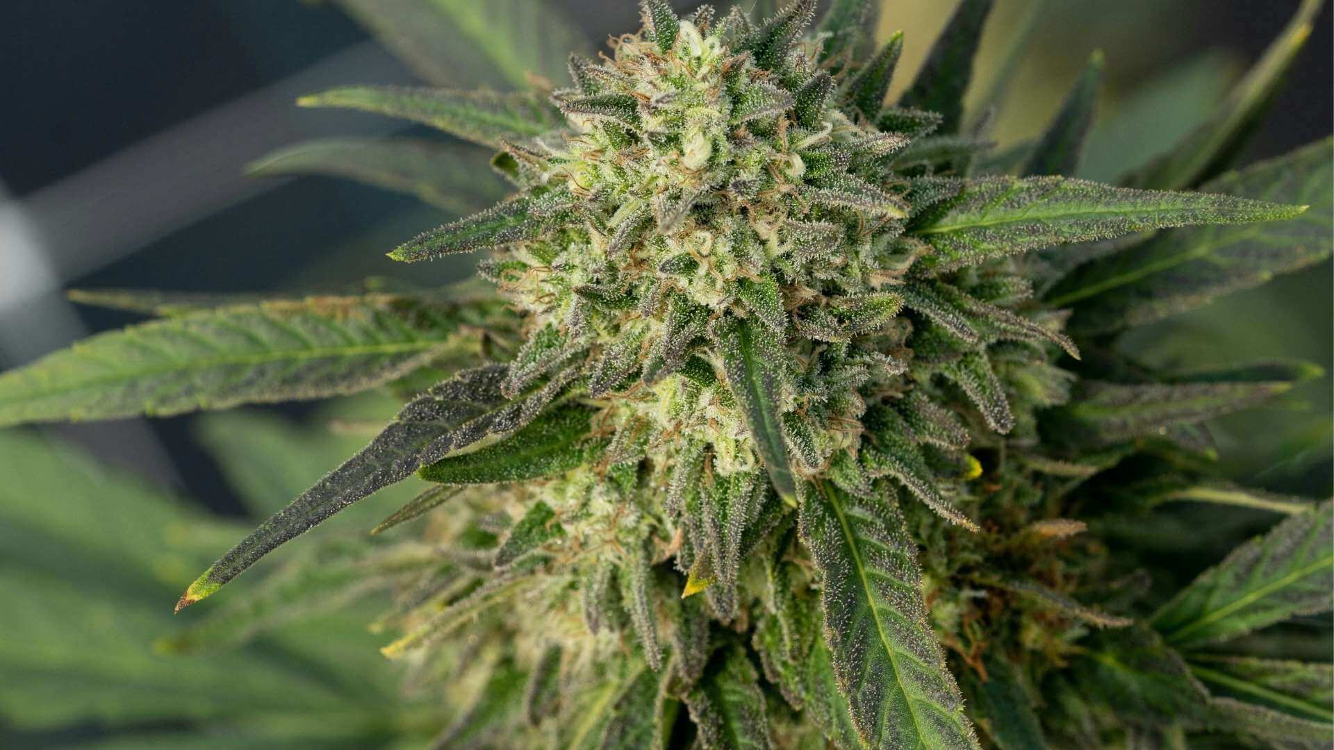 Russian Diesel Terpenes